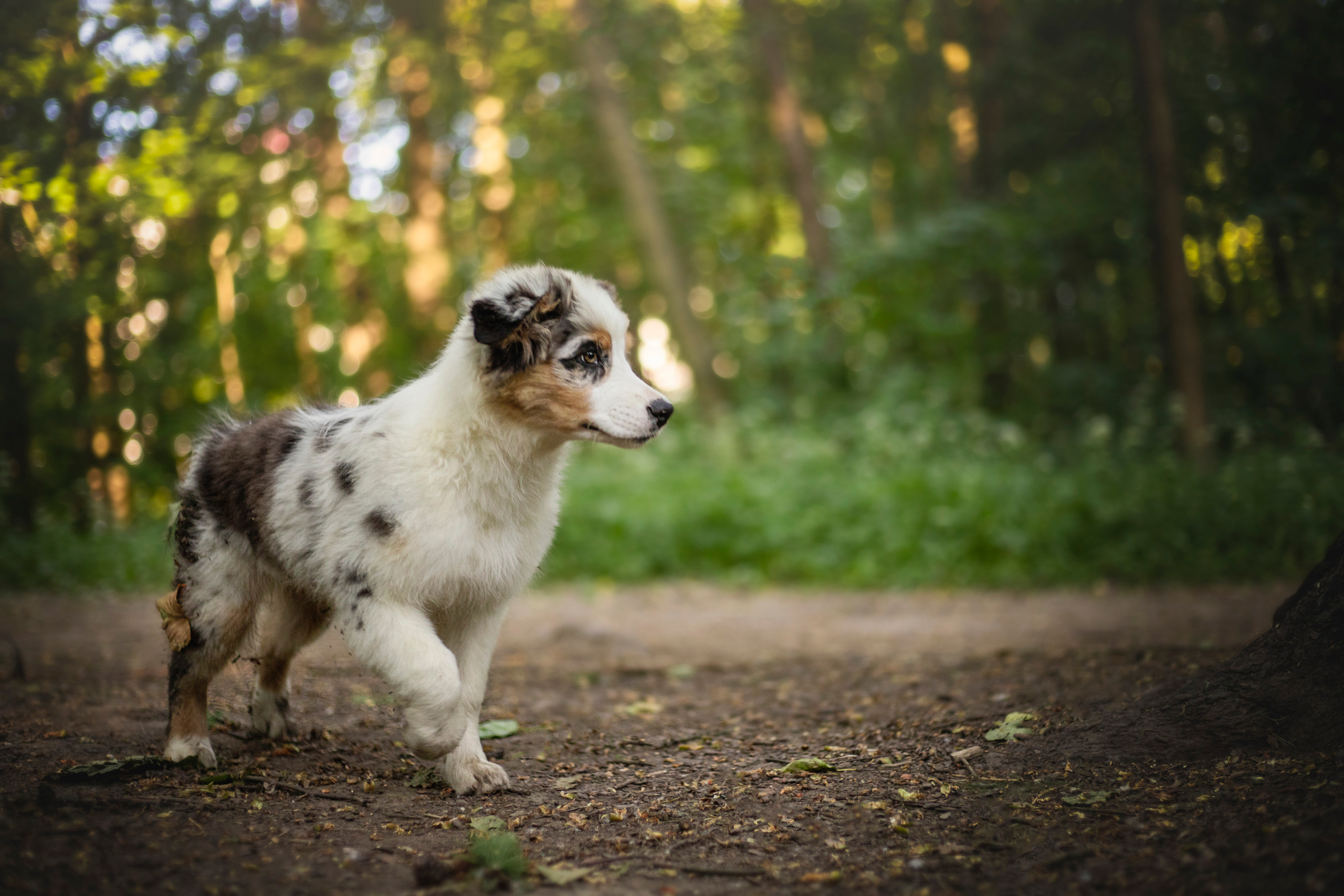 Ирина и Кайса. Фотограф — Анималист | Санкт-Петербург