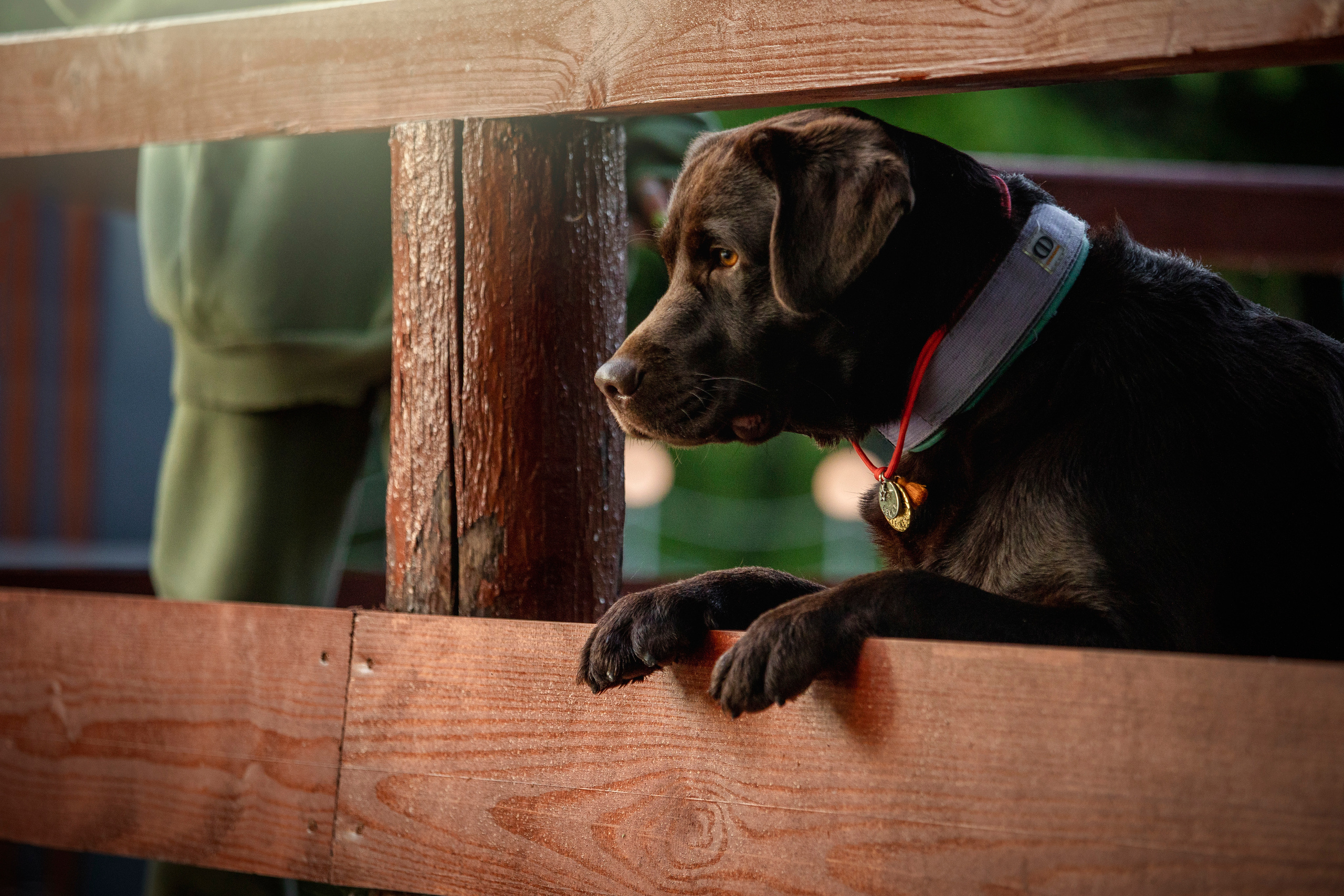 Арина и Сэмми. Фотограф — Анималист | Санкт-Петербург