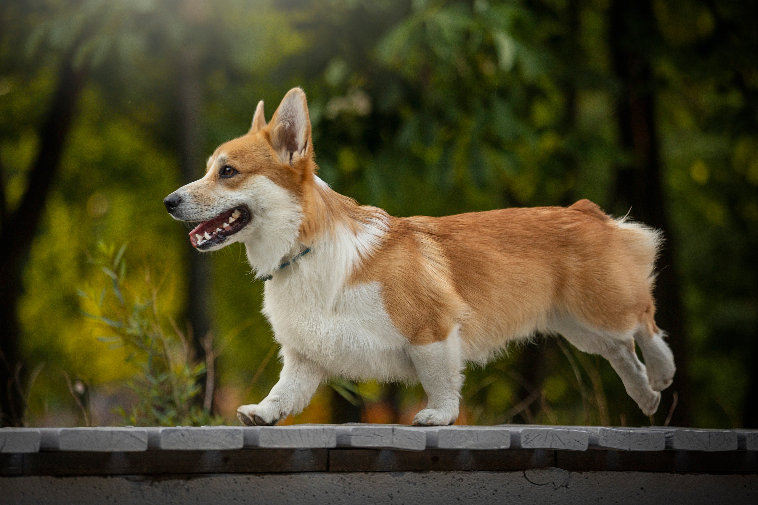Настя и Стич. Фотограф — Анималист | Санкт-Петербург