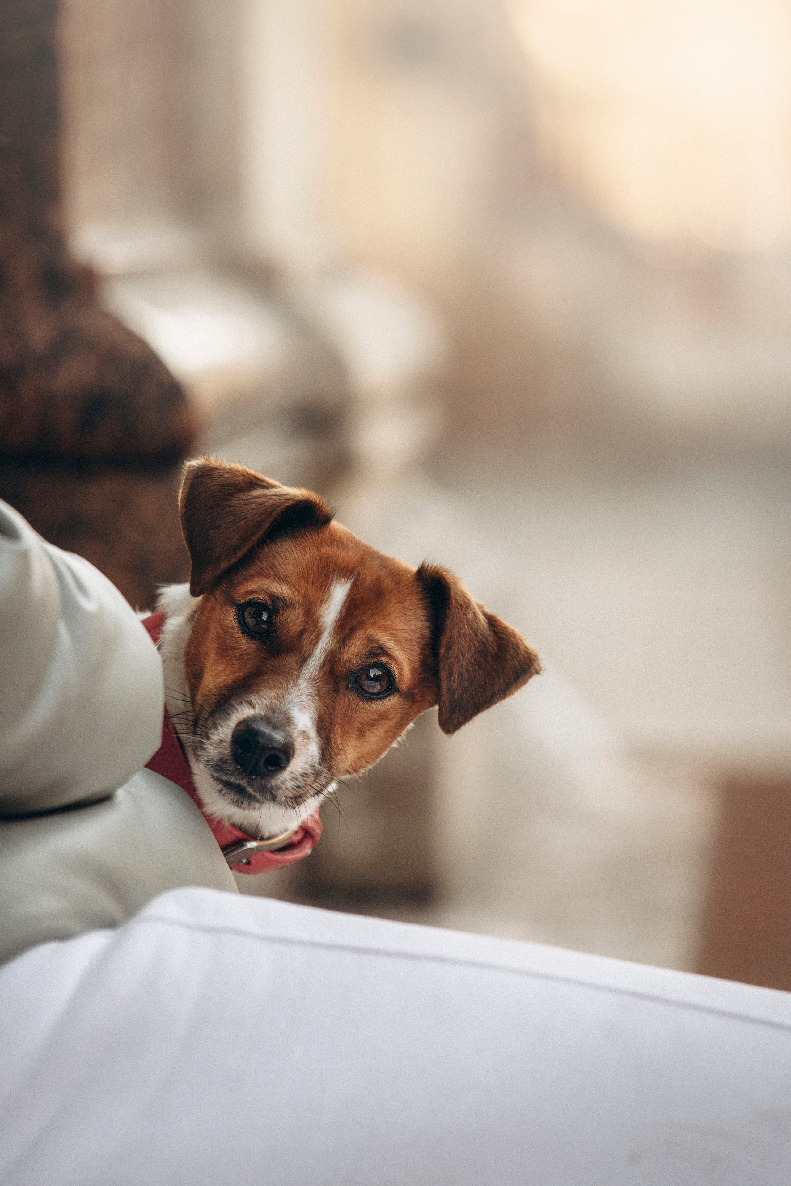 Лиза и Грета. Фотограф — Анималист | Санкт-Петербург