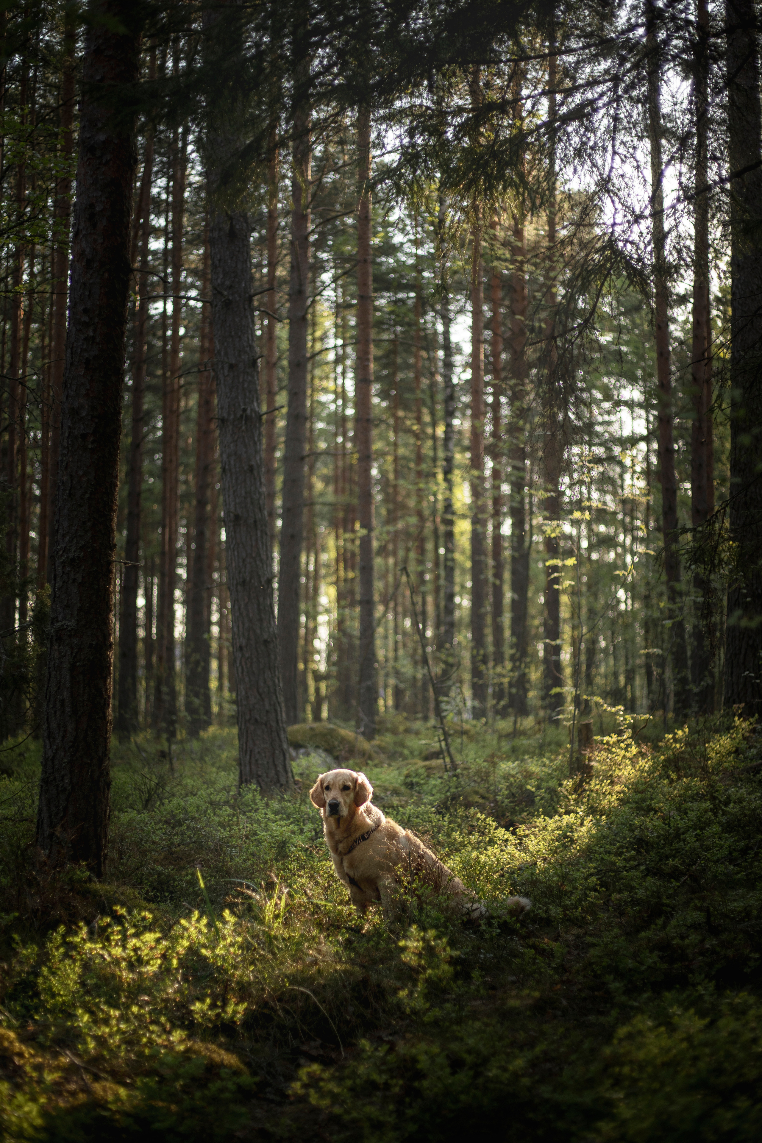 Марина и Чили. Фотограф — Анималист | Санкт-Петербург