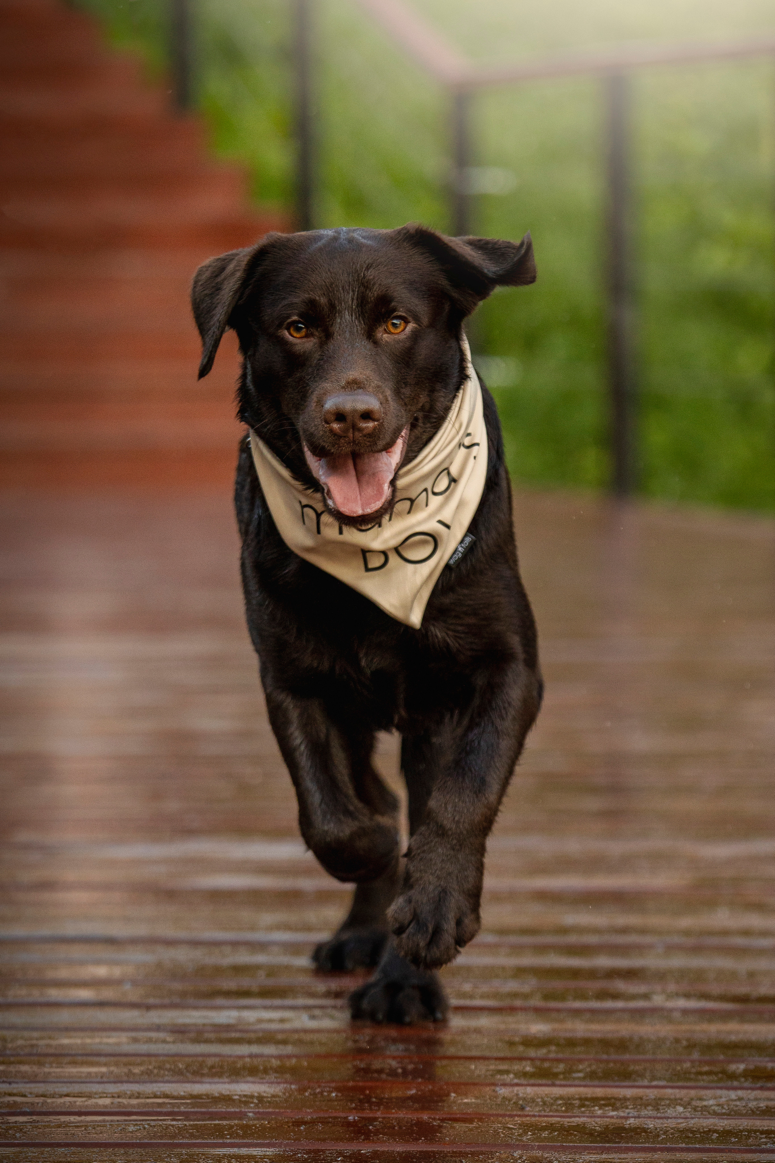 Арина и Сэмми. Фотограф — Анималист | Санкт-Петербург