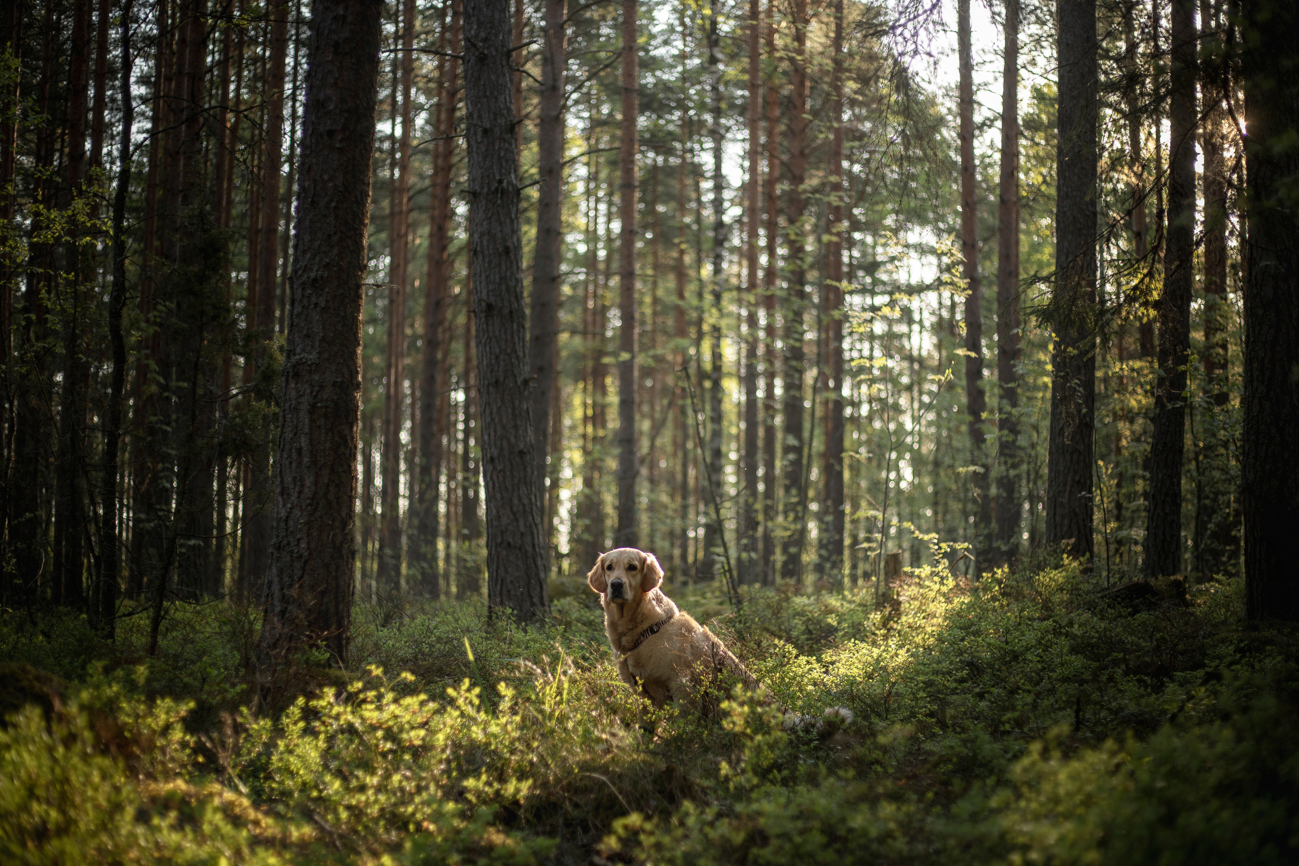 Марина и Чили. Фотограф — Анималист | Санкт-Петербург