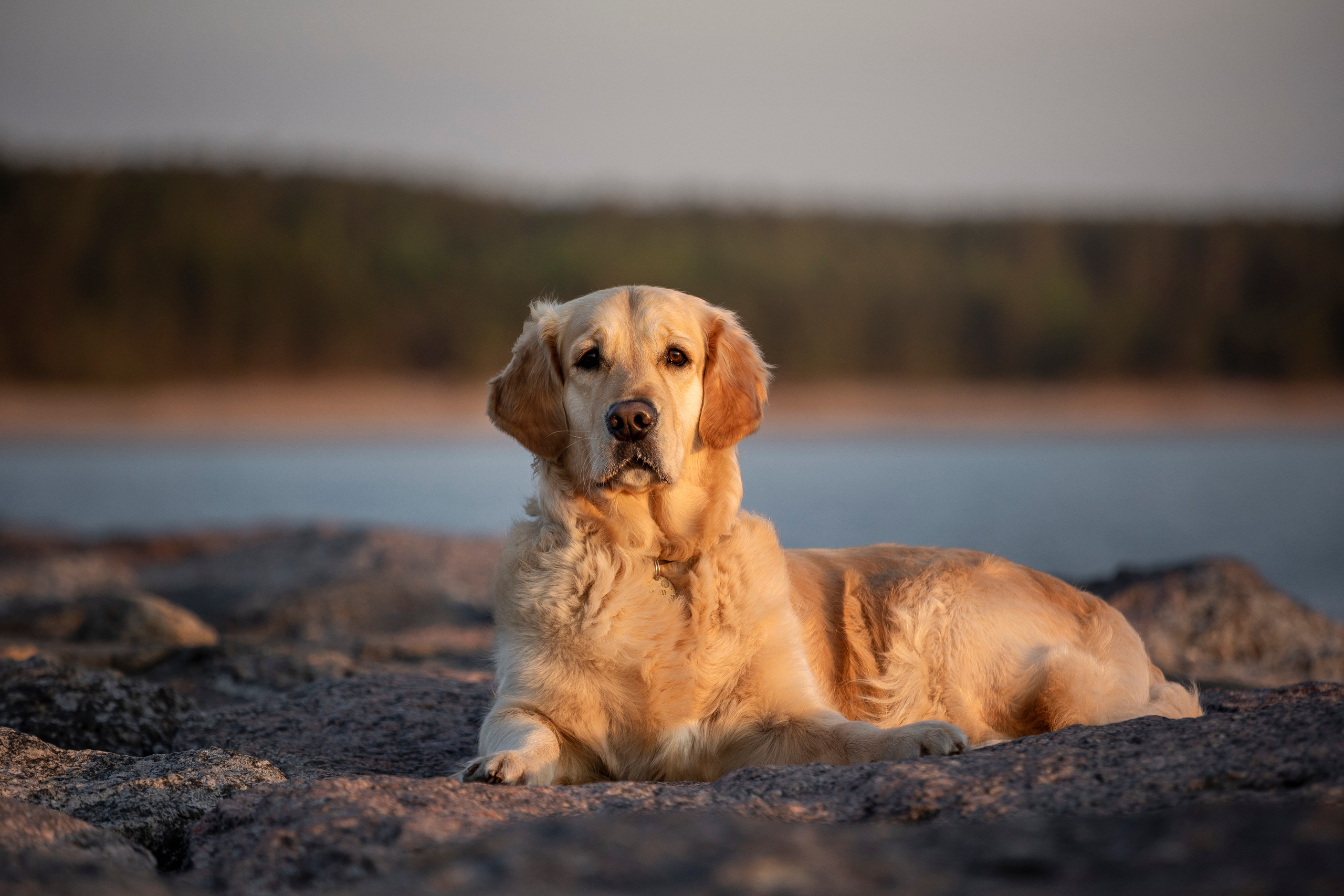 Марина и Чили. Фотограф — Анималист | Санкт-Петербург