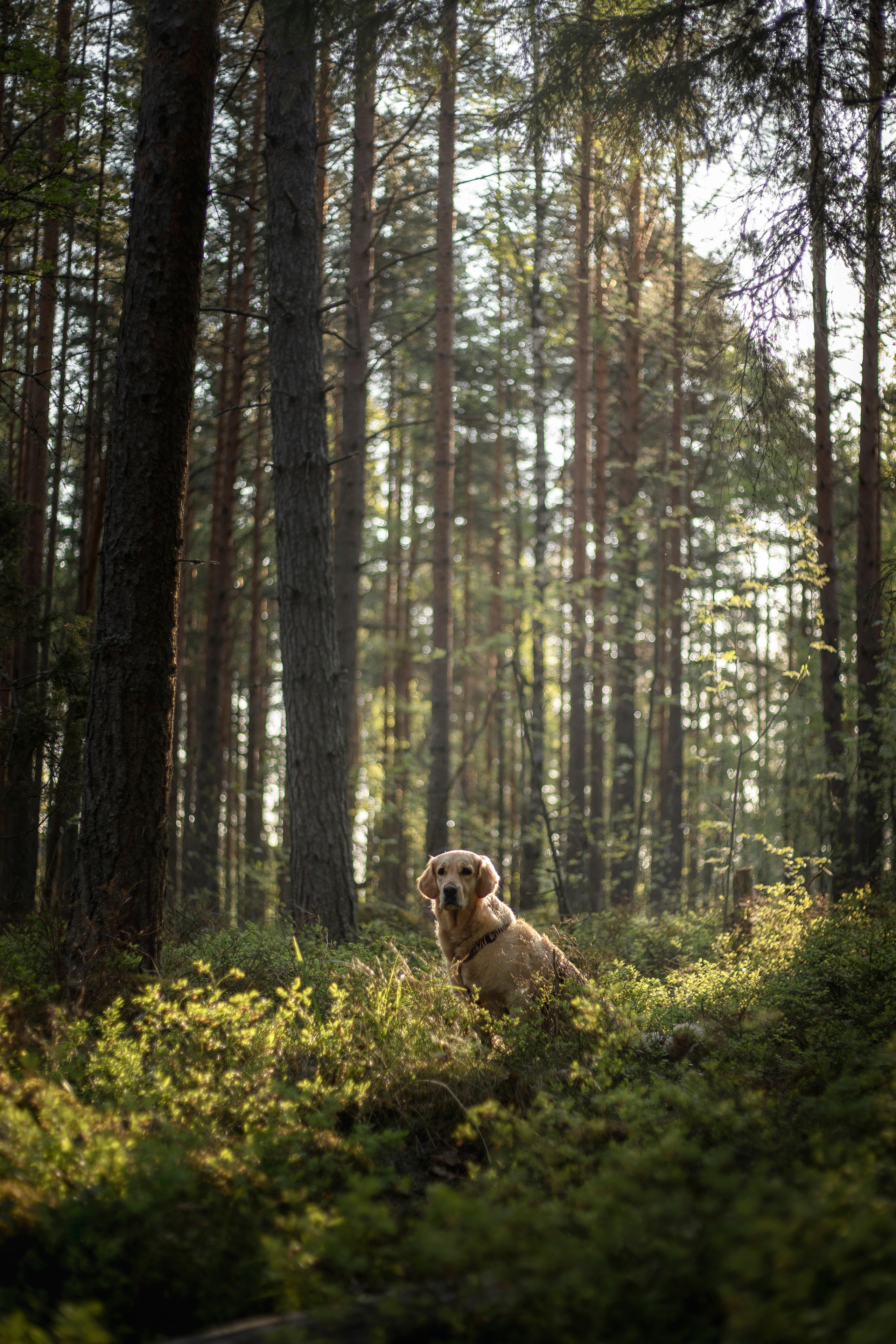 Марина и Чили. Фотограф — Анималист | Санкт-Петербург
