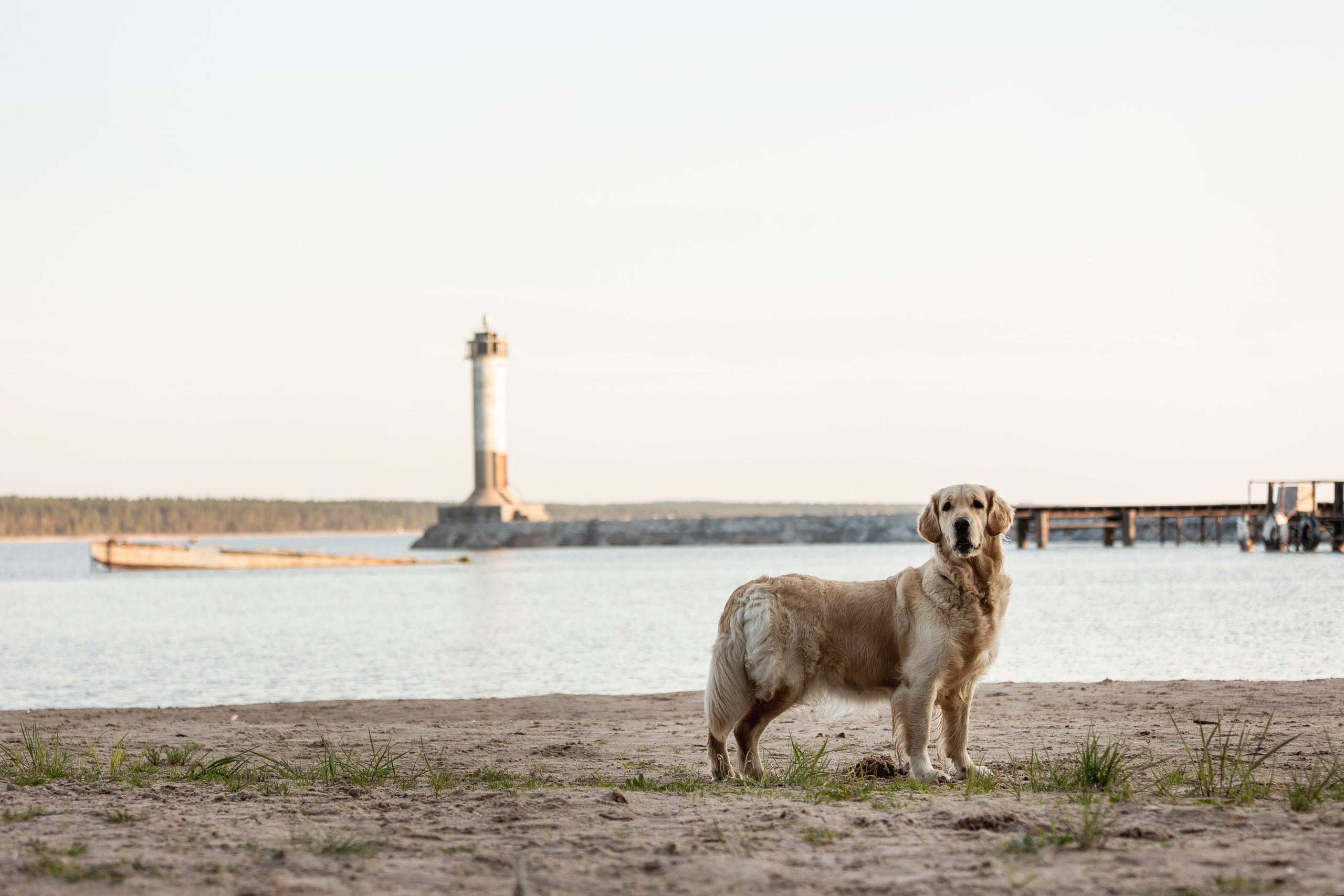Марина и Чили. Фотограф — Анималист | Санкт-Петербург