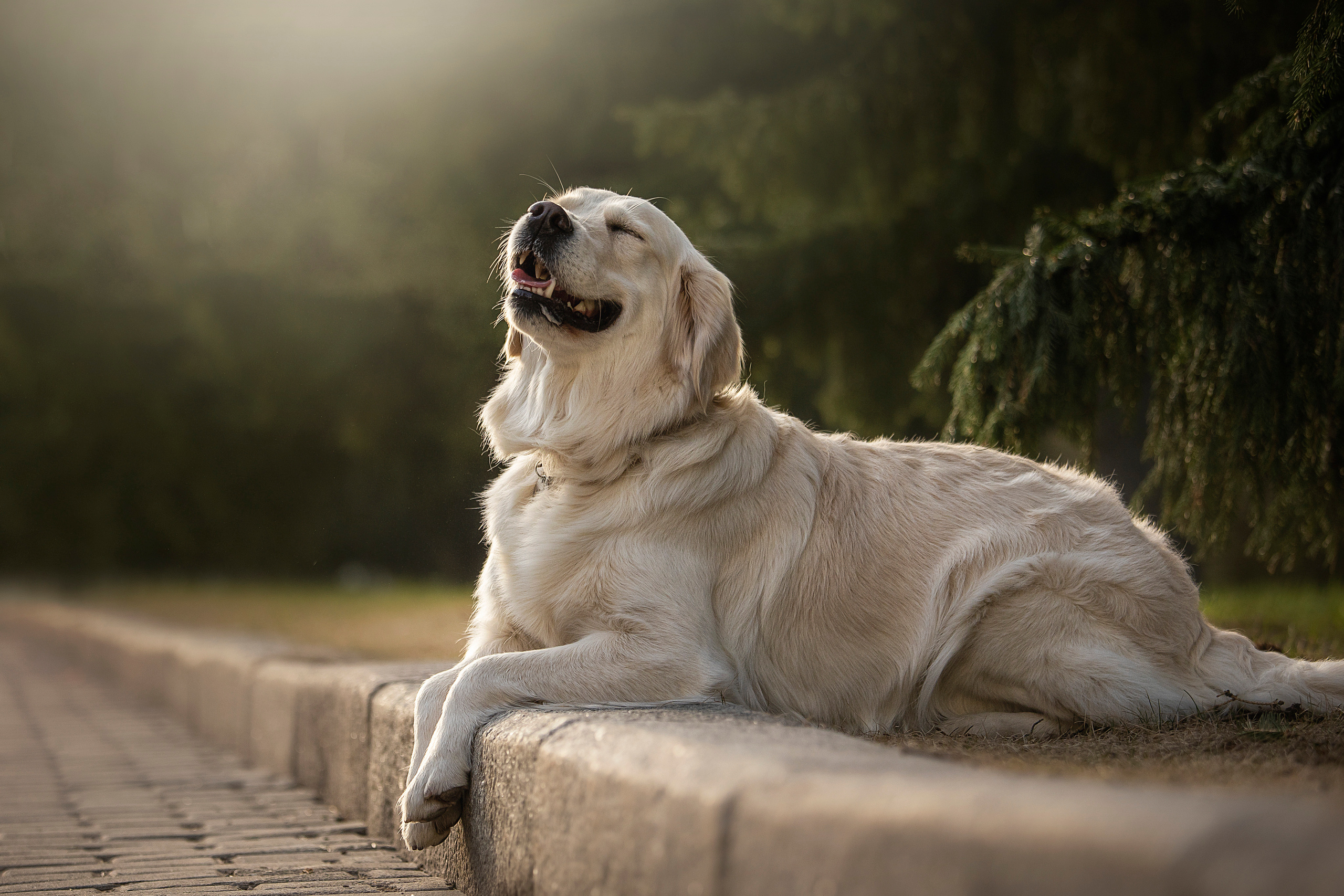 Молли и ее семья. Фотограф — Анималист | Санкт-Петербург