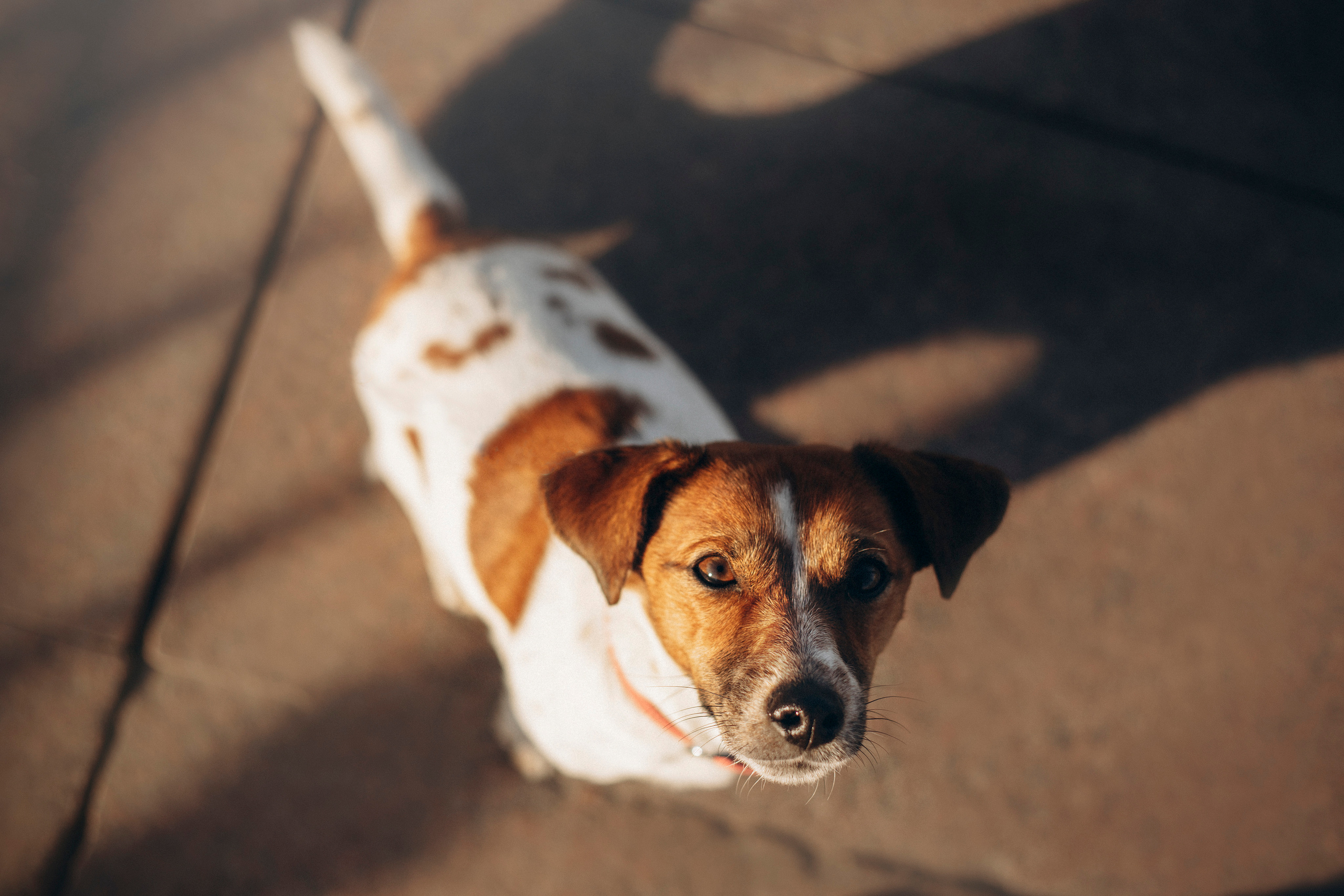 Лиза и Грета. Фотограф — Анималист | Санкт-Петербург