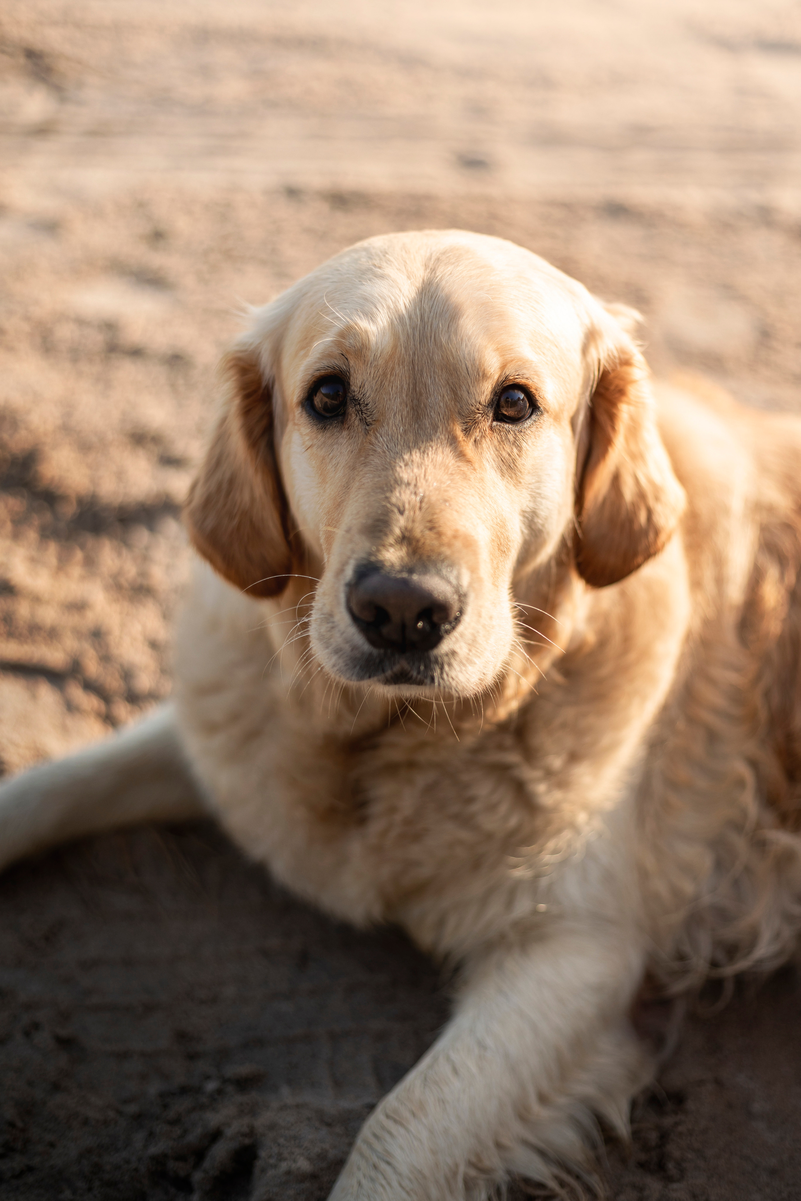 Марина и Чили. Фотограф — Анималист | Санкт-Петербург