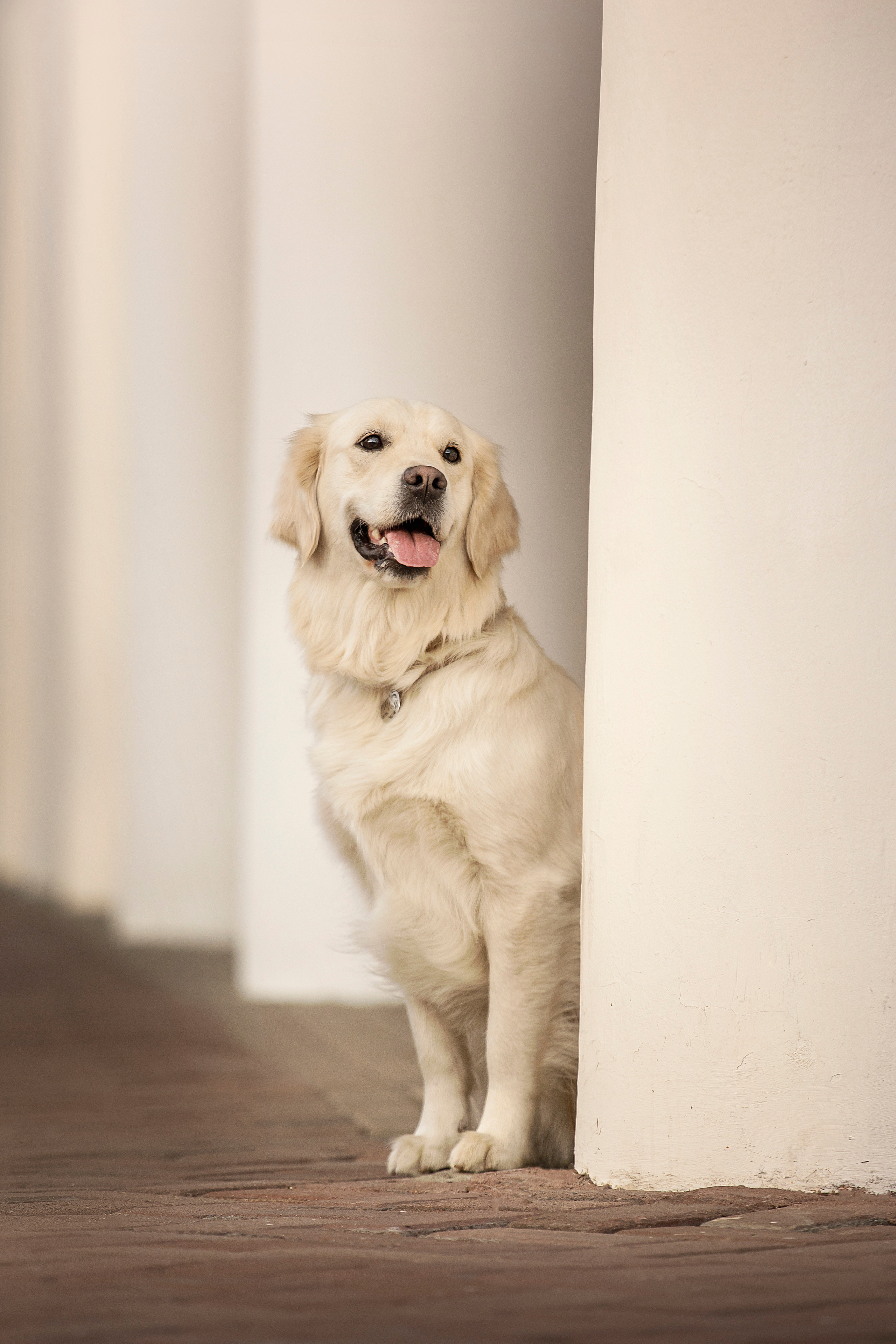 Молли и ее семья. Фотограф — Анималист | Санкт-Петербург