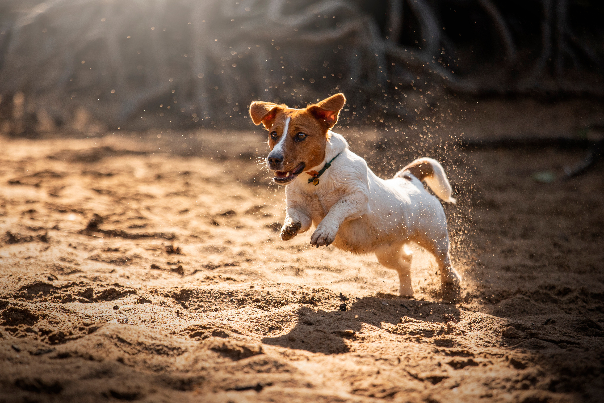 Наташа и Мерси. Фотограф — Анималист | Санкт-Петербург