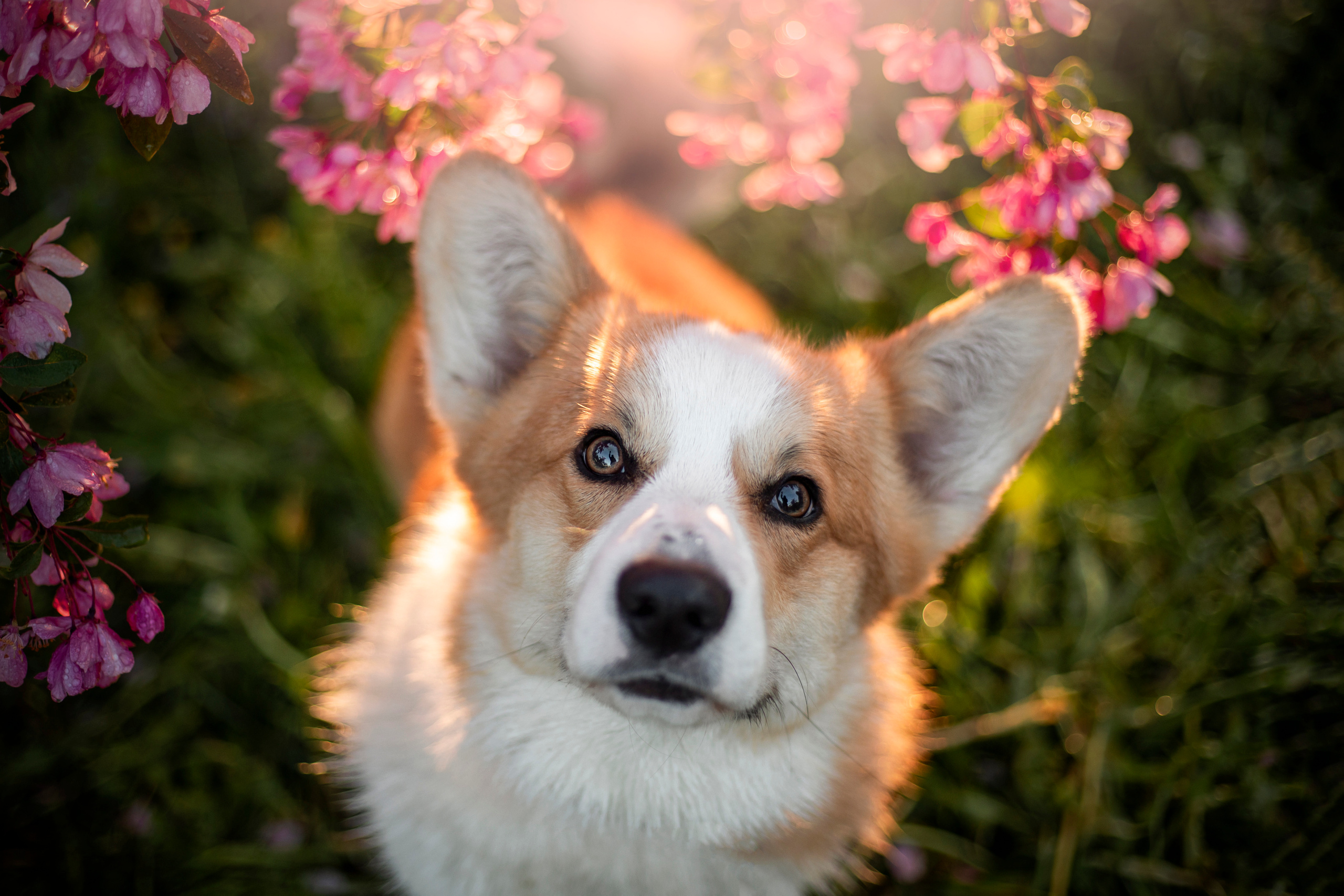 Юля и Лео. Фотограф — Анималист | Санкт-Петербург