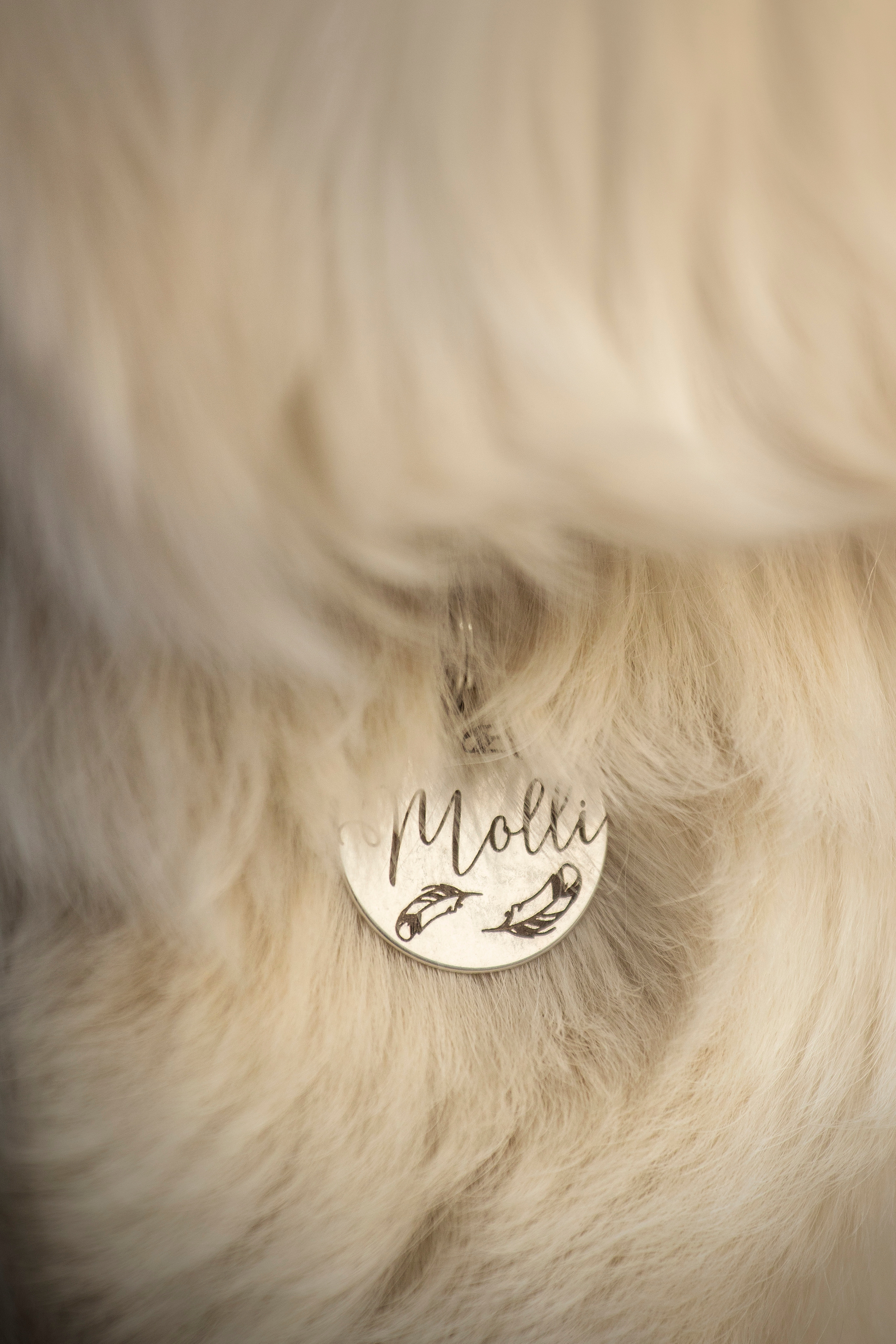 Молли и ее семья. Фотограф — Анималист | Санкт-Петербург