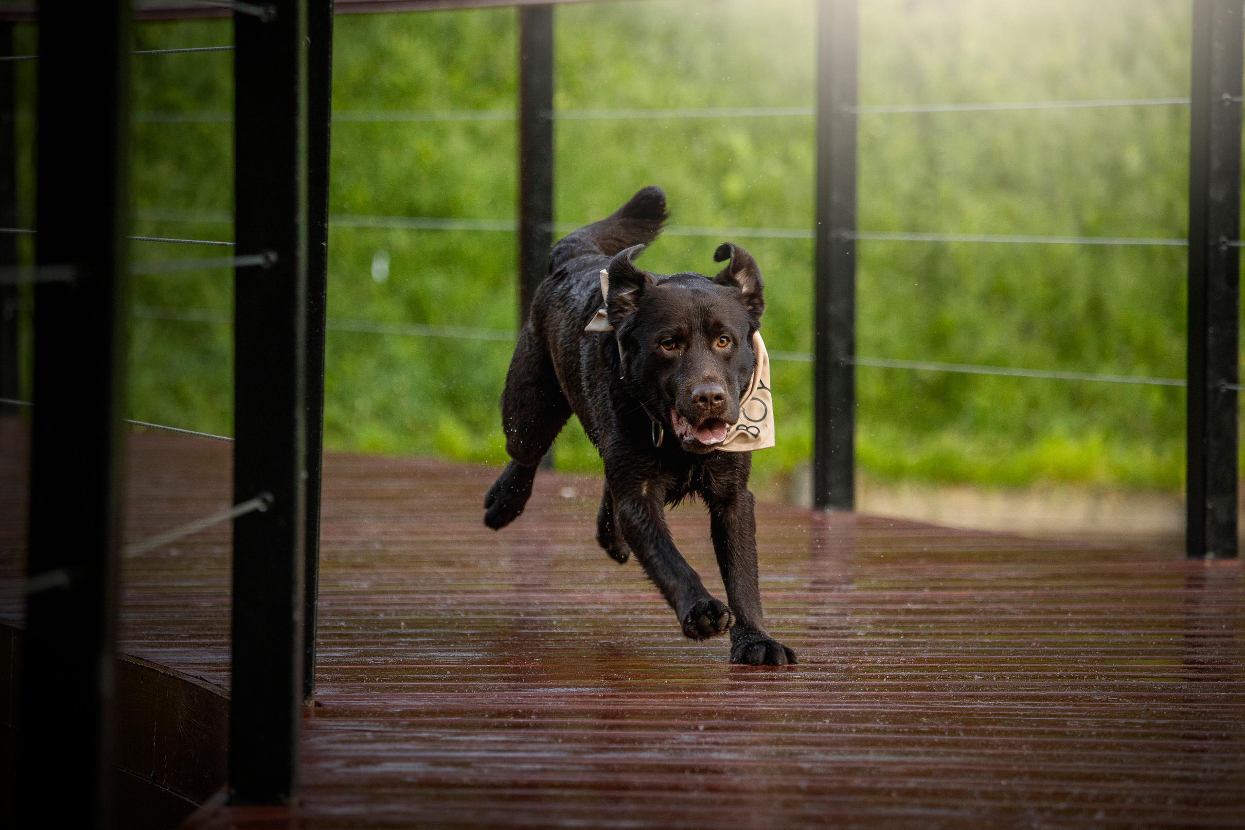 Арина и Сэмми. Фотограф — Анималист | Санкт-Петербург