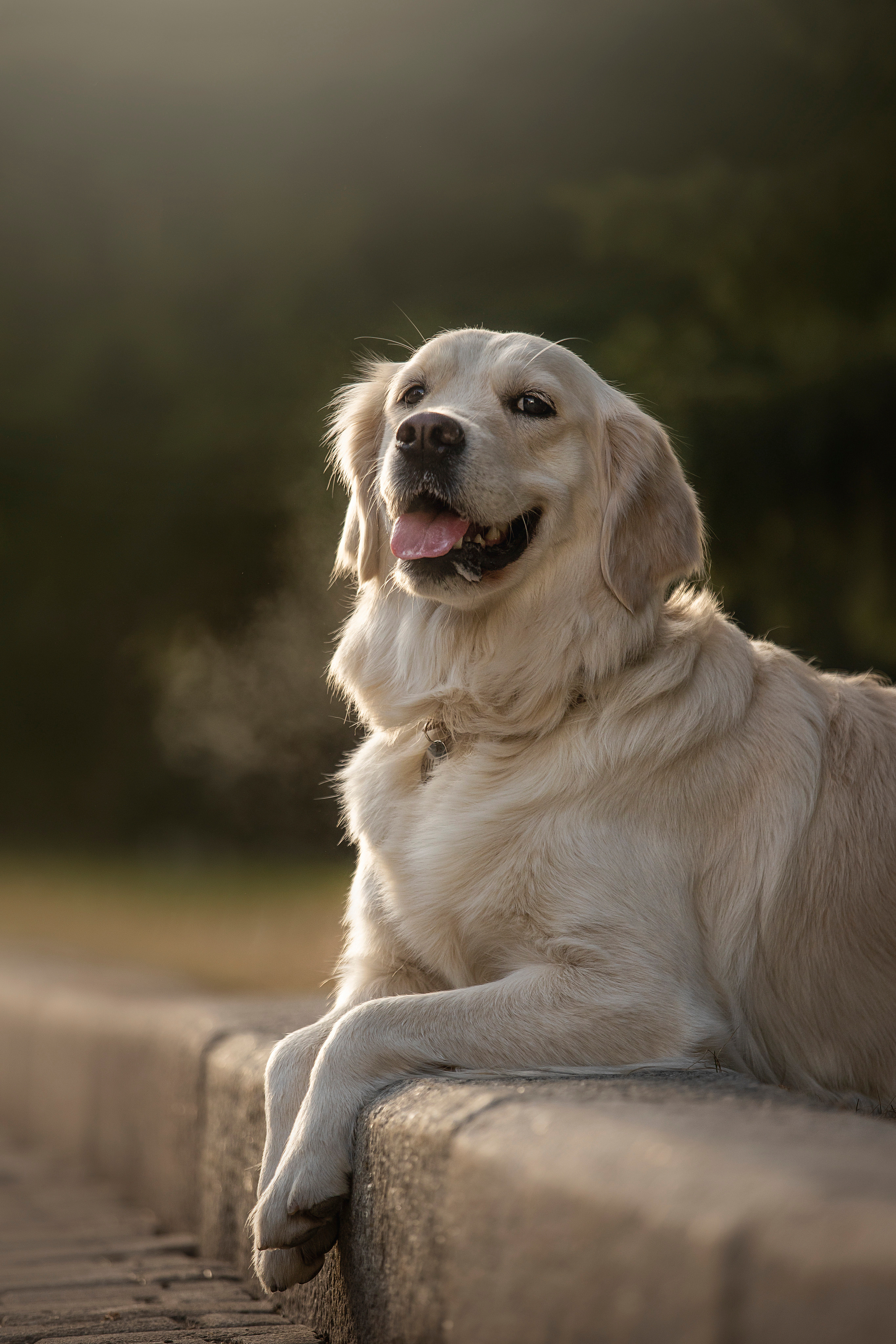 Молли и ее семья. Фотограф — Анималист | Санкт-Петербург