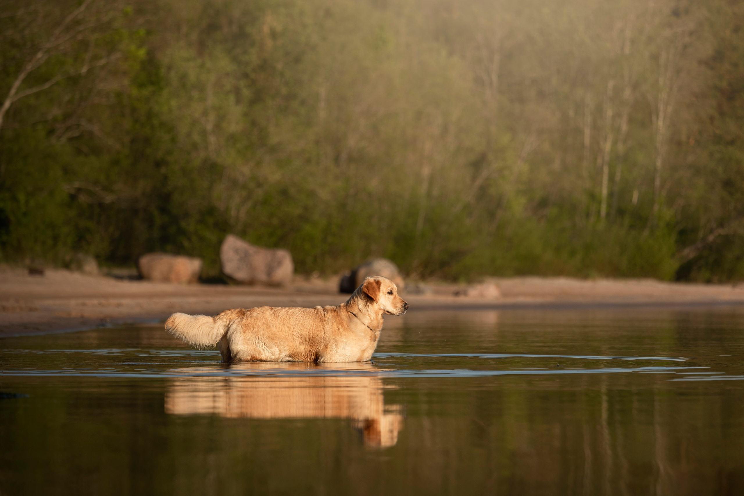 Марина и Чили. Фотограф — Анималист | Санкт-Петербург