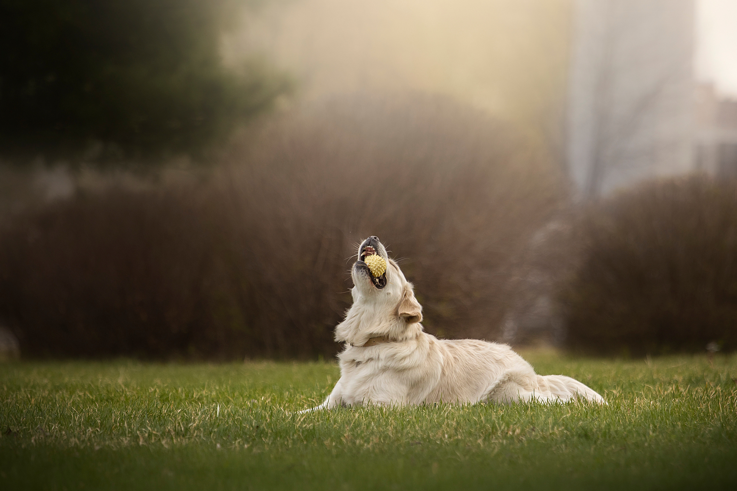 Молли и ее семья. Фотограф — Анималист | Санкт-Петербург