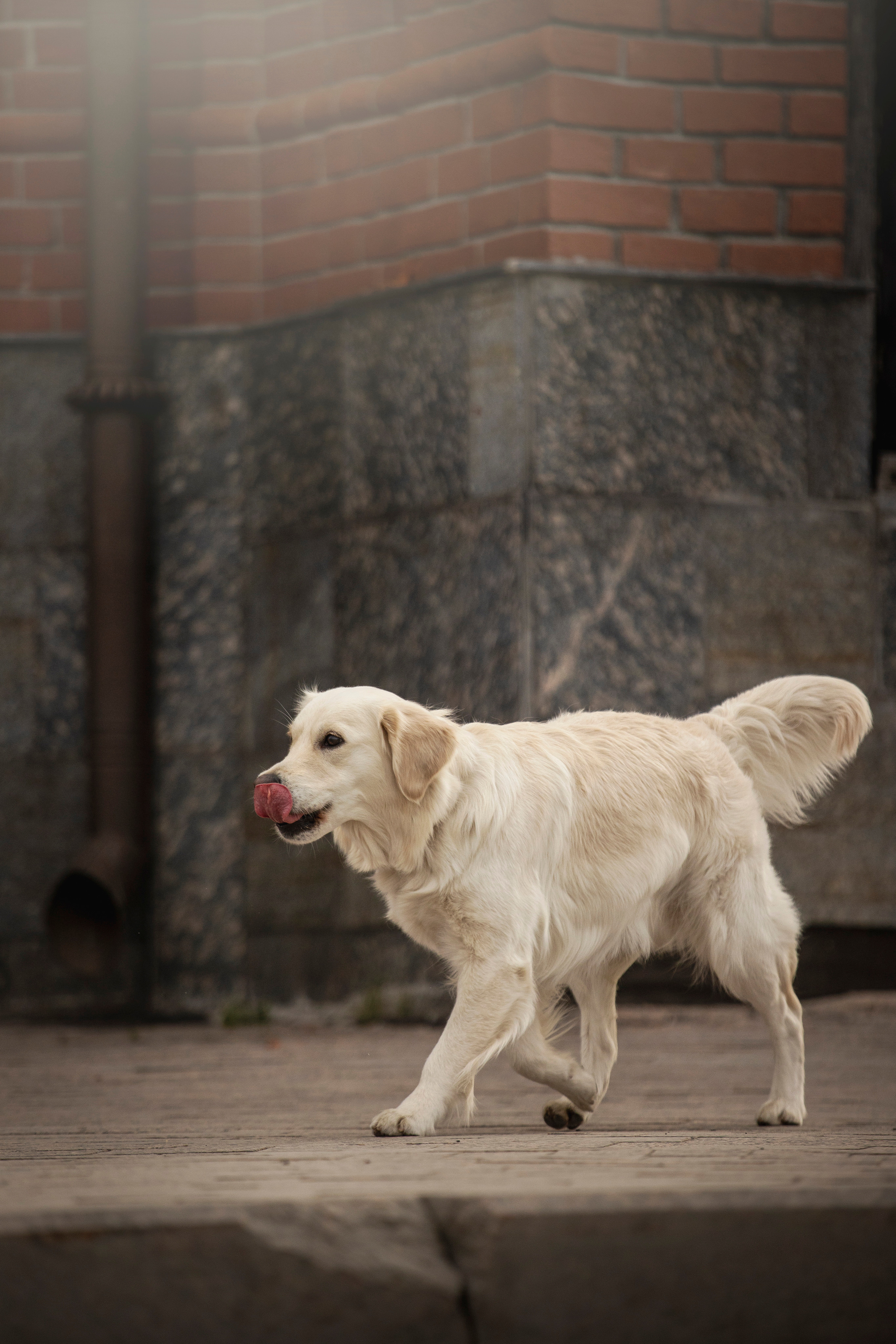 Молли и ее семья. Фотограф — Анималист | Санкт-Петербург