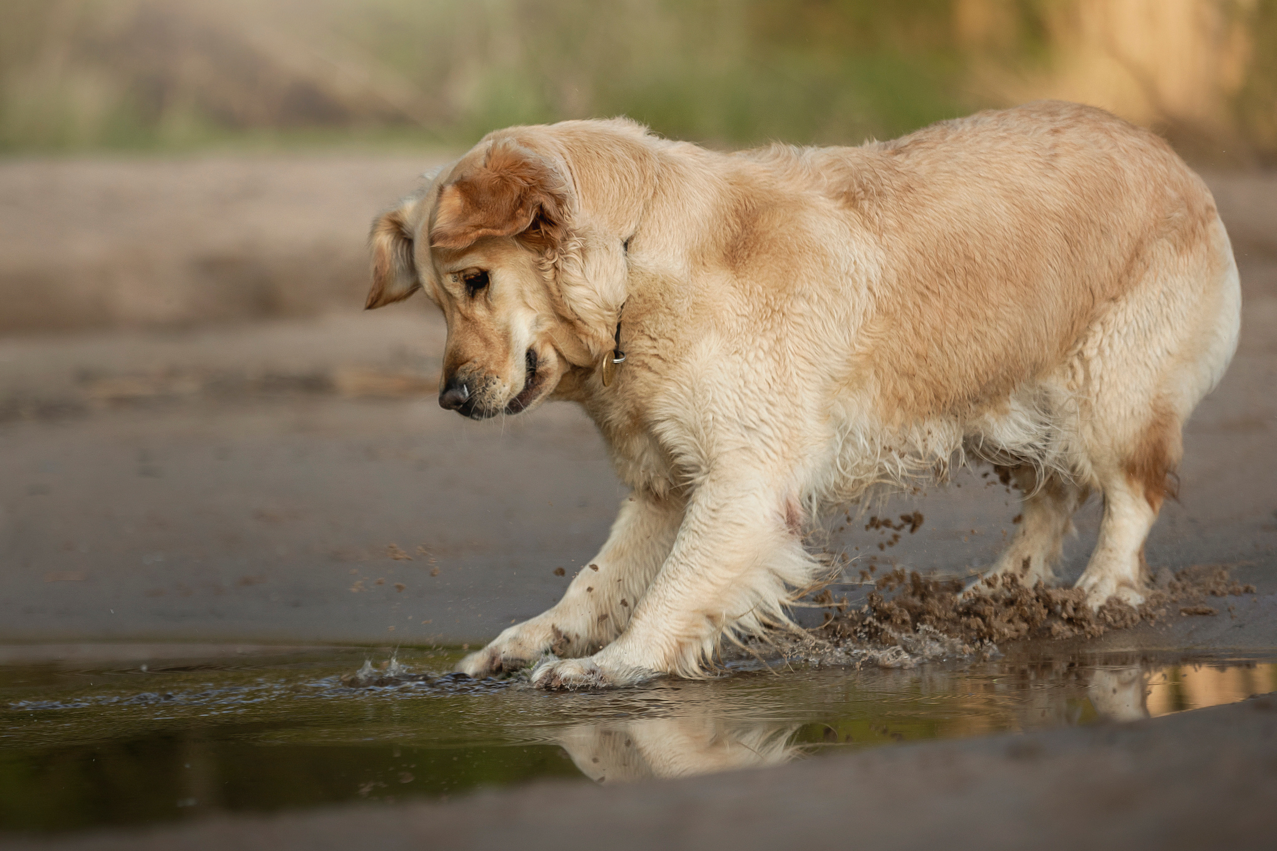 Марина и Чили. Фотограф — Анималист | Санкт-Петербург