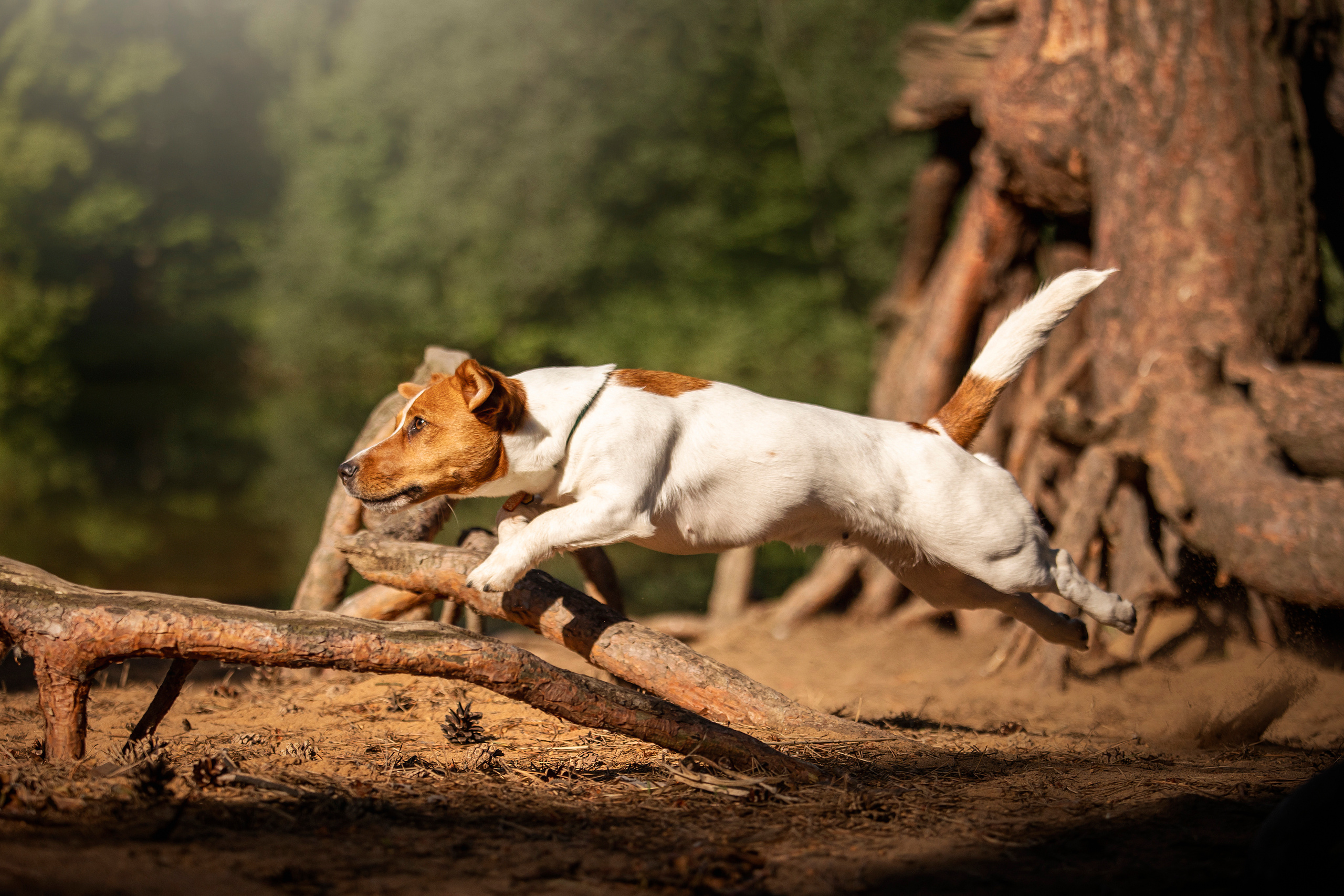 Наташа и Мерси. Фотограф — Анималист | Санкт-Петербург