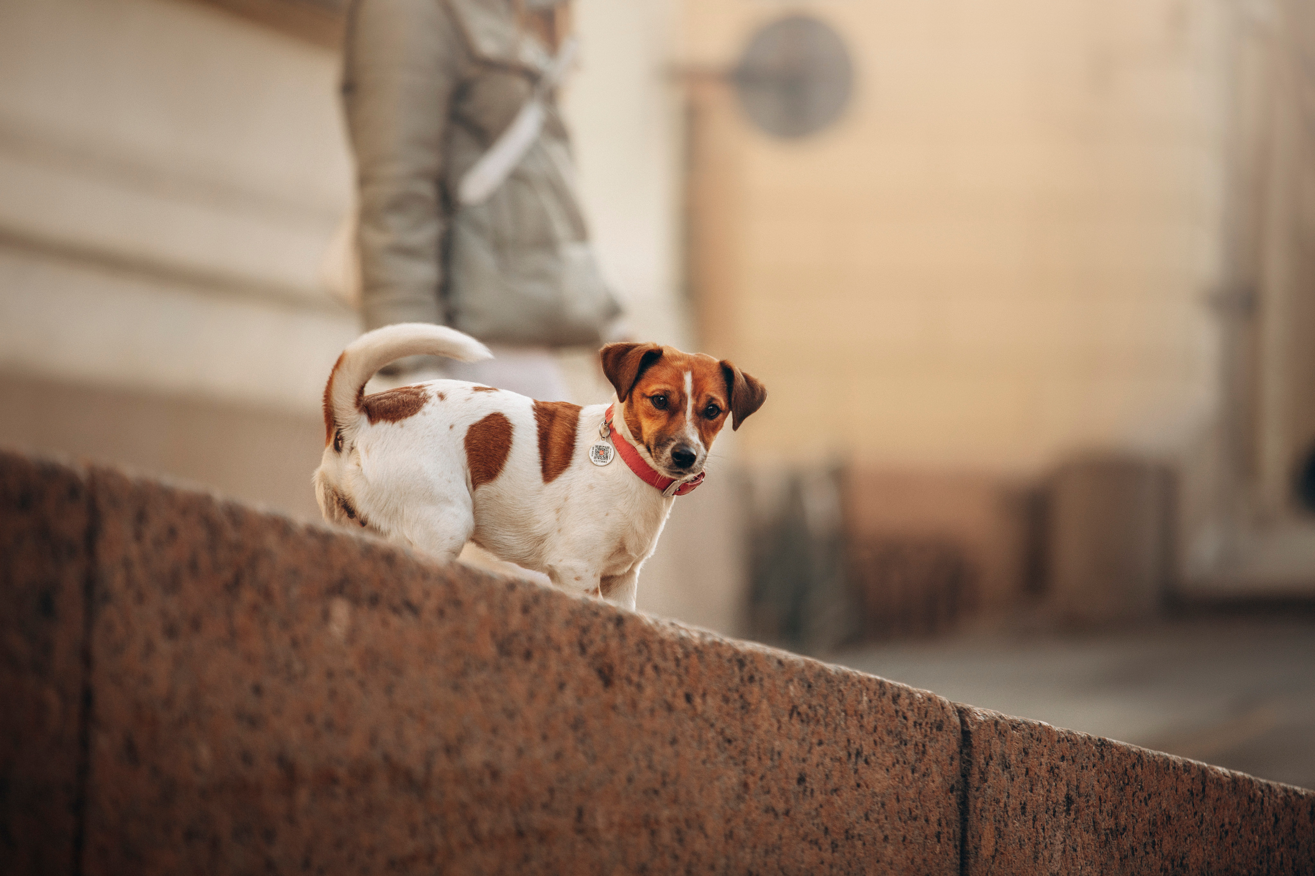 Лиза и Грета. Фотограф — Анималист | Санкт-Петербург