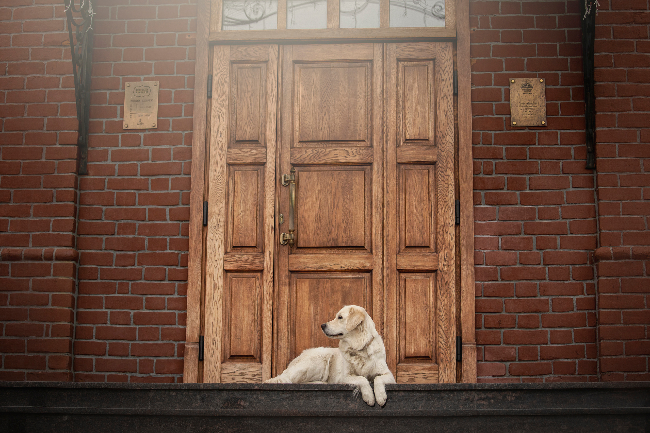 Молли и ее семья. Фотограф — Анималист | Санкт-Петербург