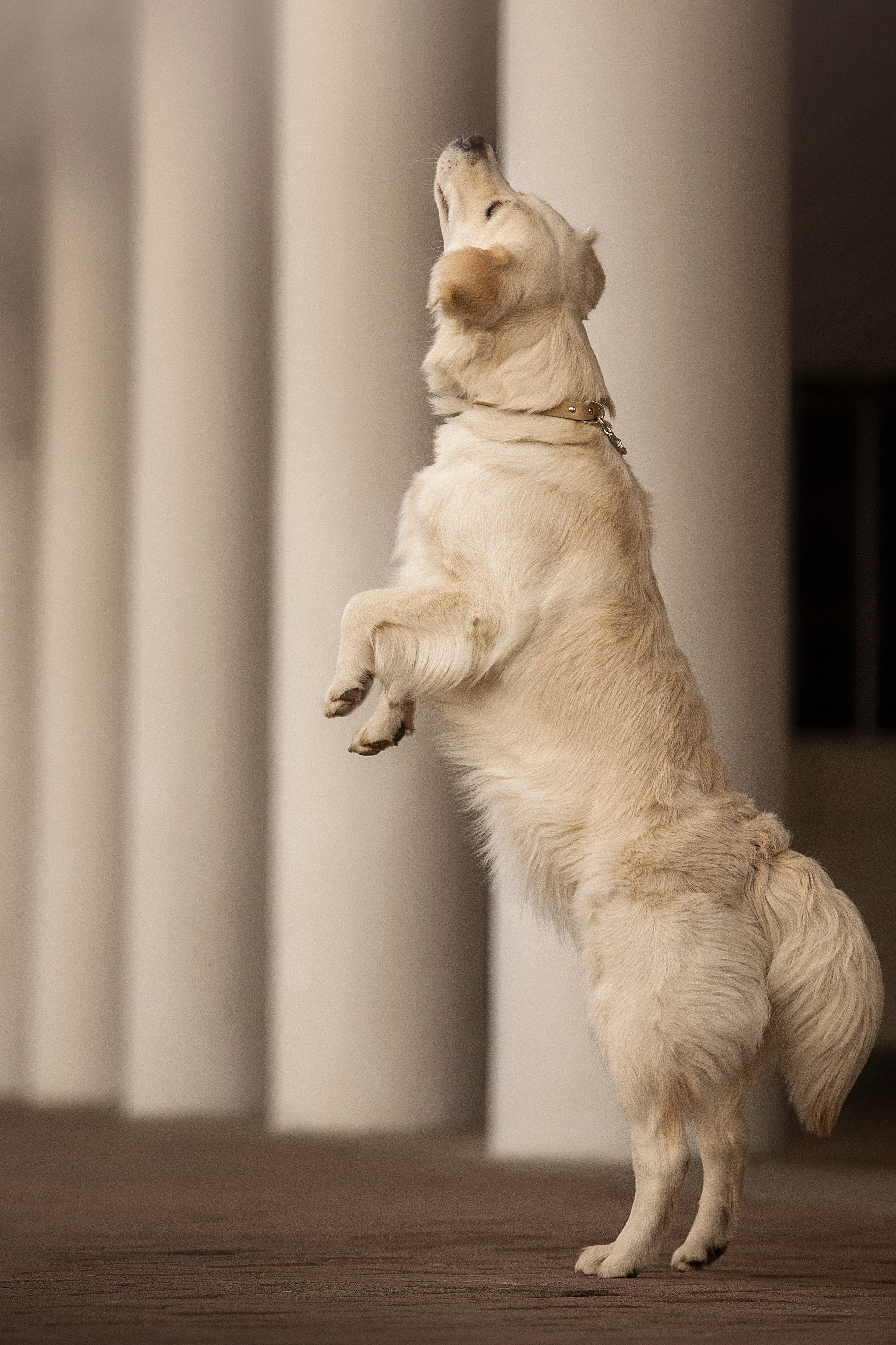 Молли и ее семья. Фотограф — Анималист | Санкт-Петербург