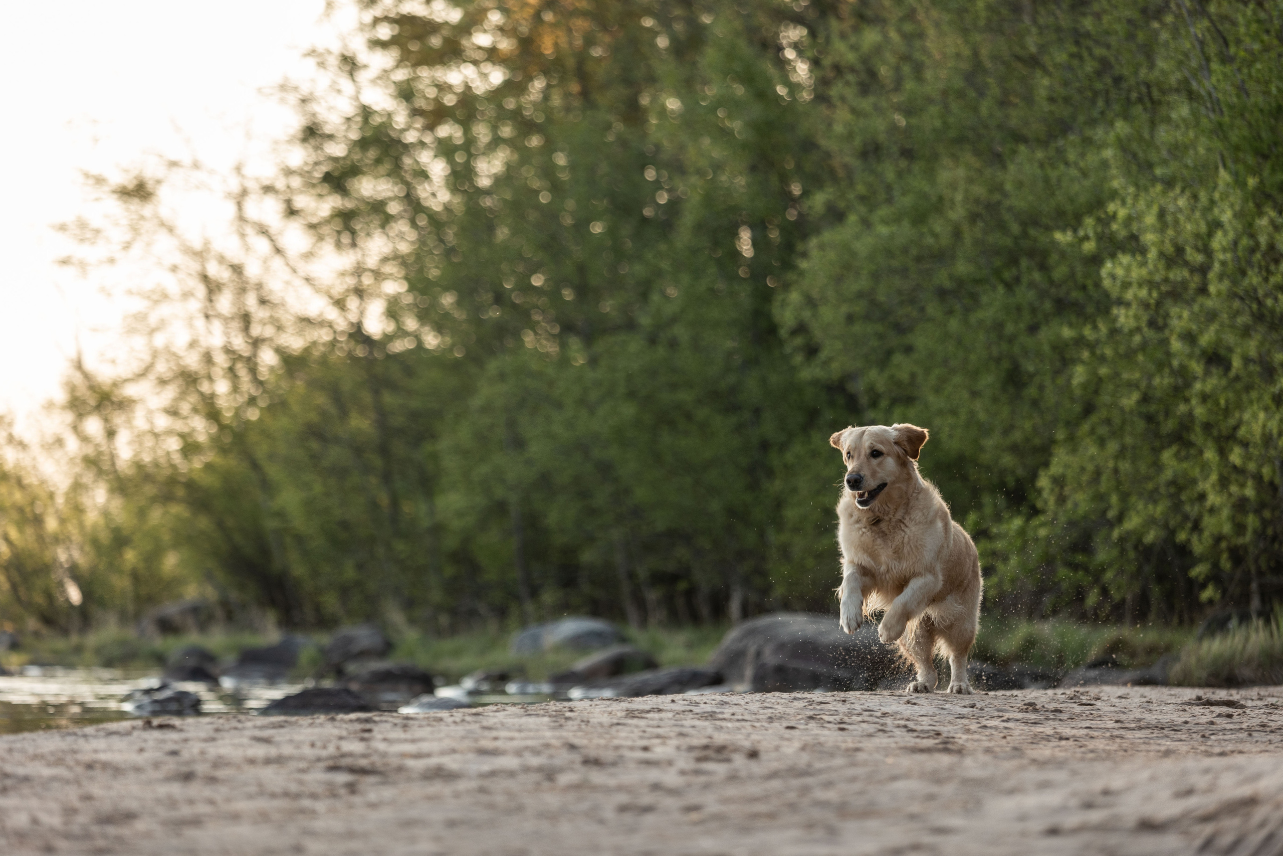 Марина и Чили. Фотограф — Анималист | Санкт-Петербург