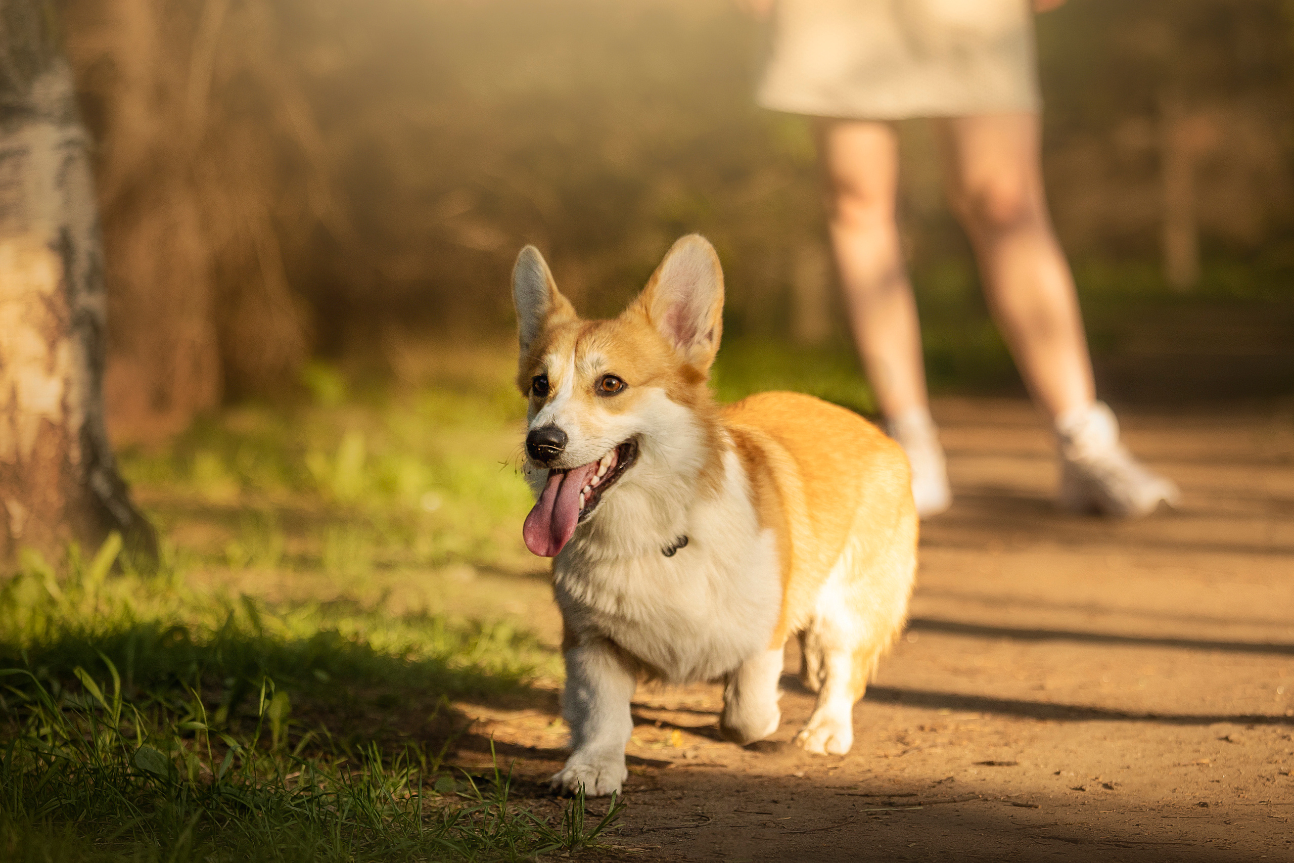 Настя и Стич. Фотограф — Анималист | Санкт-Петербург