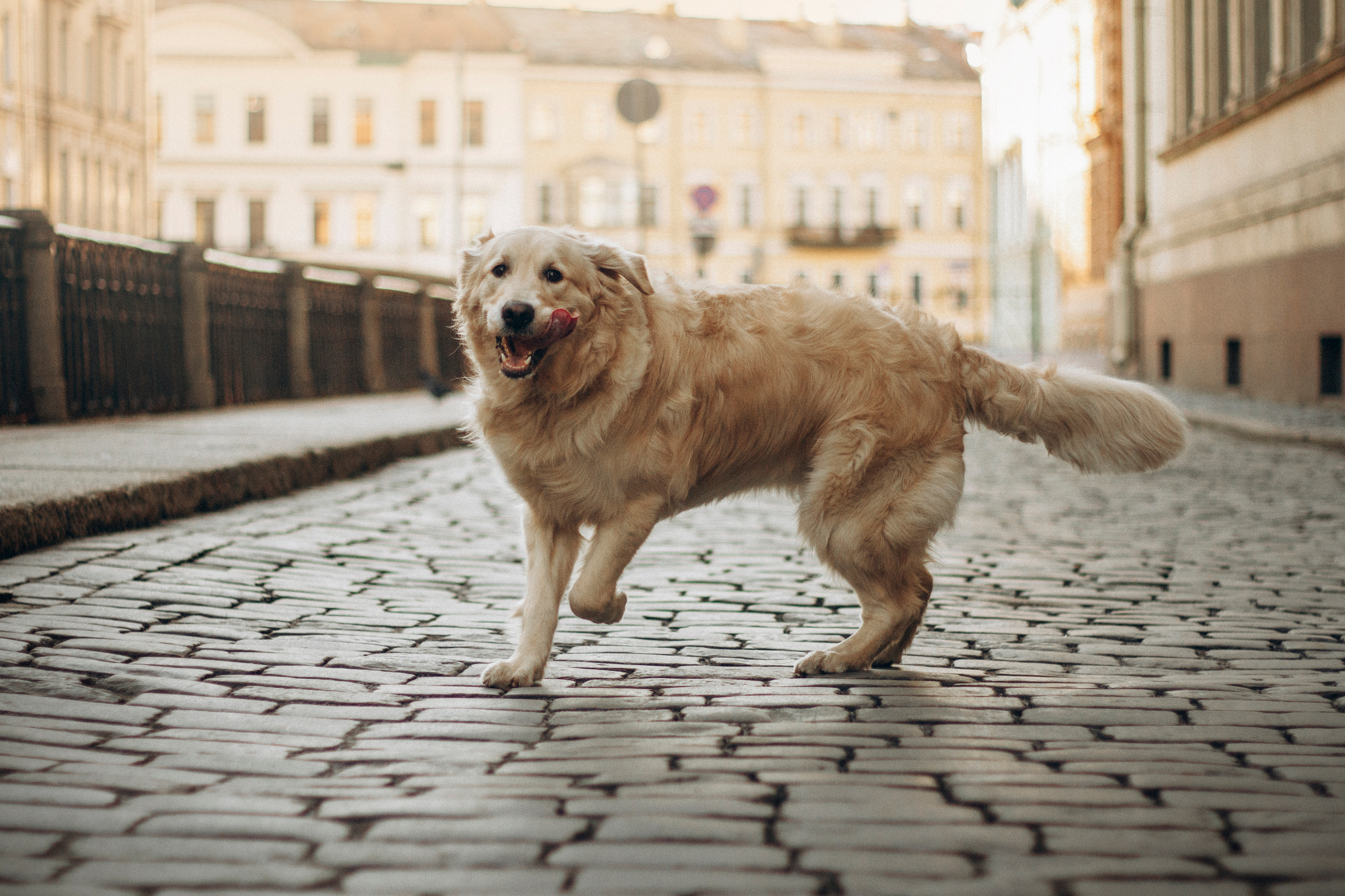 Настя и Марси. Фотограф — Анималист | Санкт-Петербург