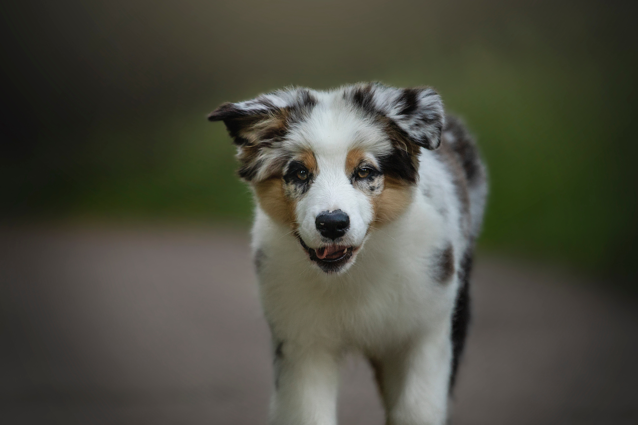 Ирина и Кайса. Фотограф — Анималист | Санкт-Петербург