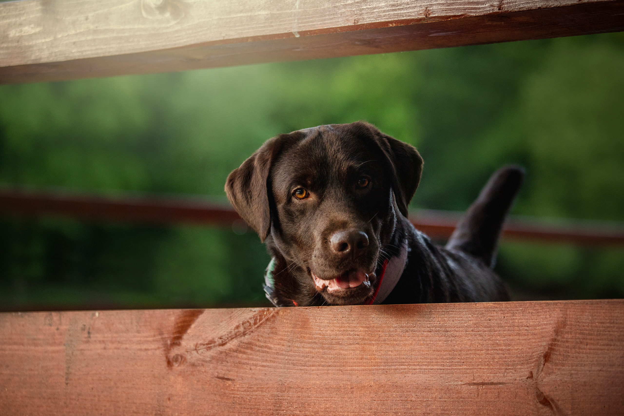 Арина и Сэмми. Фотограф — Анималист | Санкт-Петербург