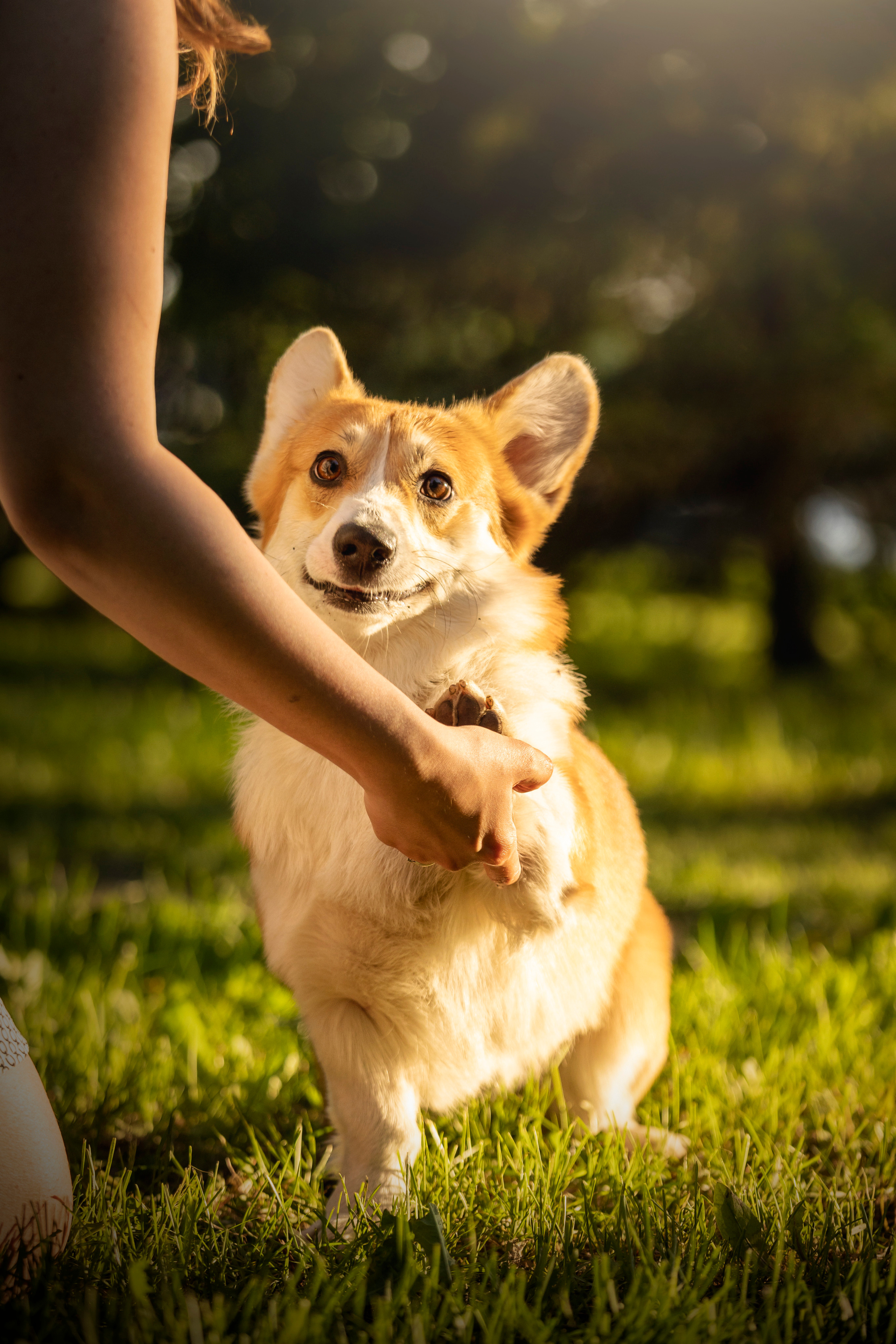 Настя и Стич. Фотограф — Анималист | Санкт-Петербург