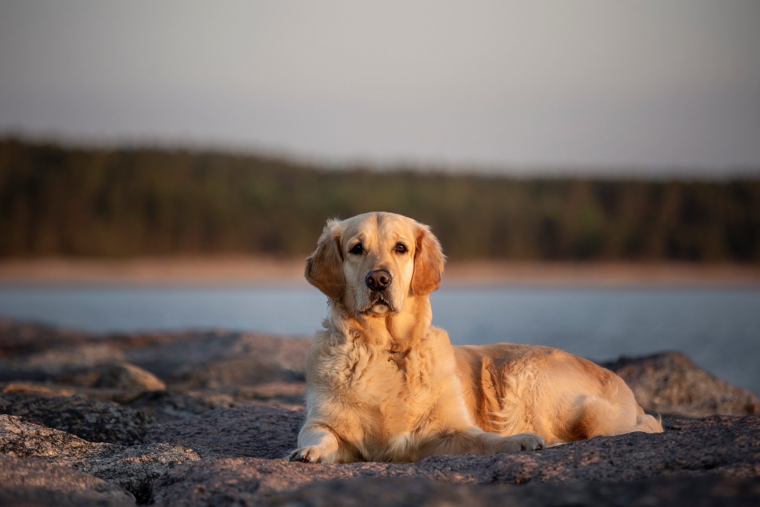 Марина и Чили. Фотограф — Анималист | Санкт-Петербург