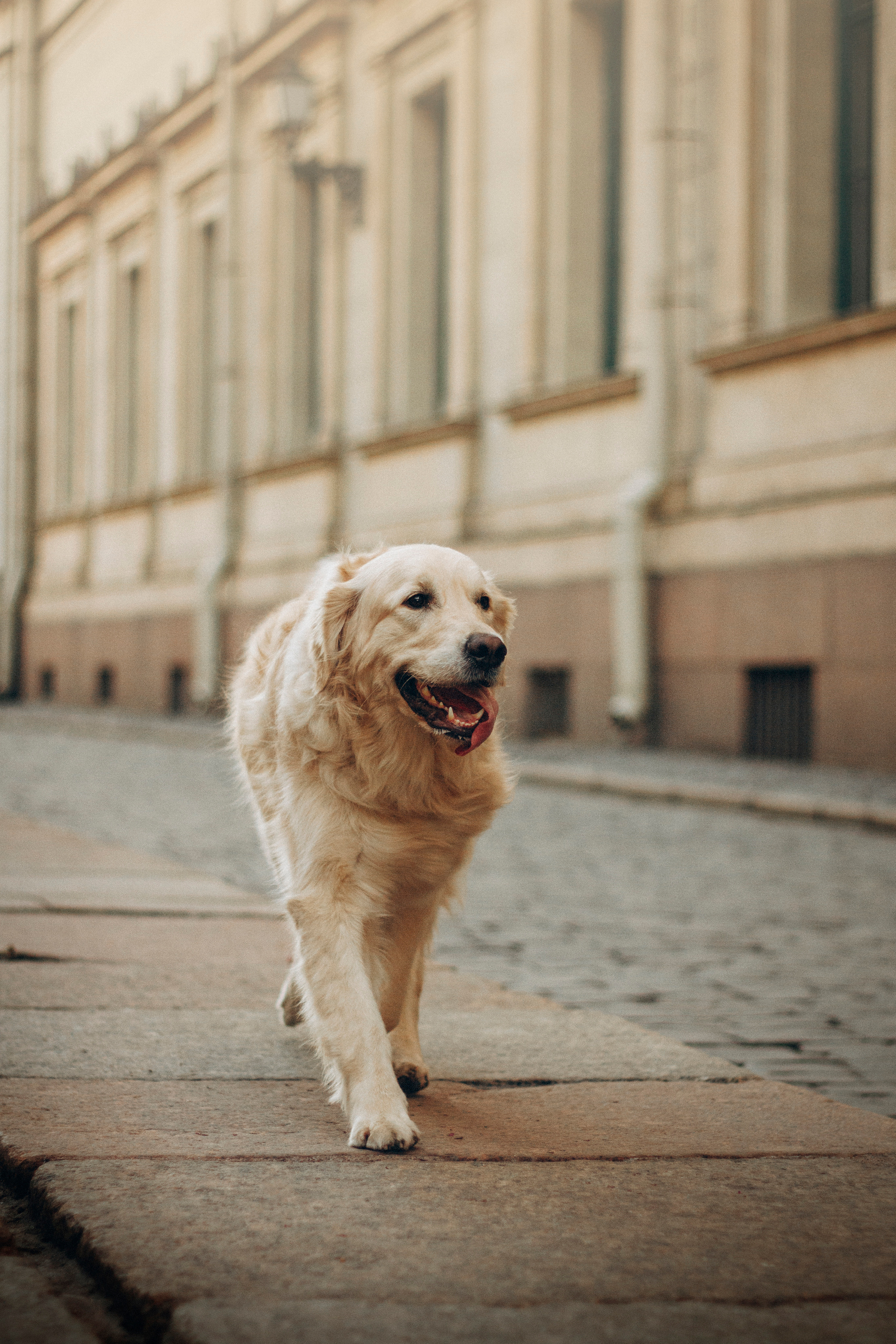 Настя и Марси. Фотограф — Анималист | Санкт-Петербург