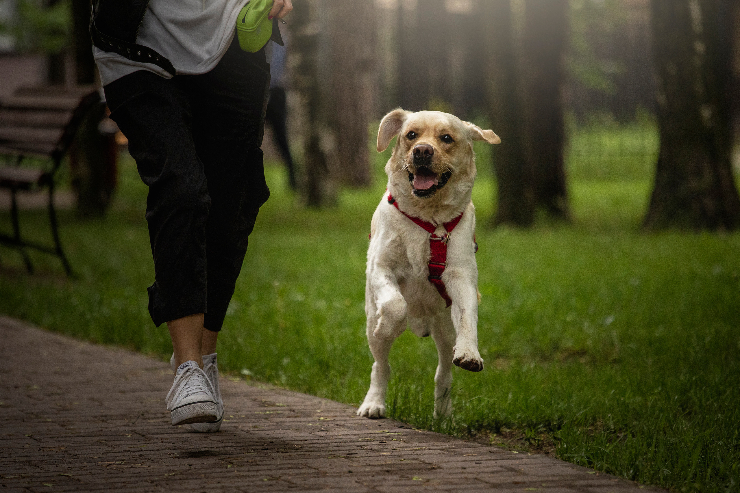 Наталья и Лорд. Фотограф — Анималист | Санкт-Петербург