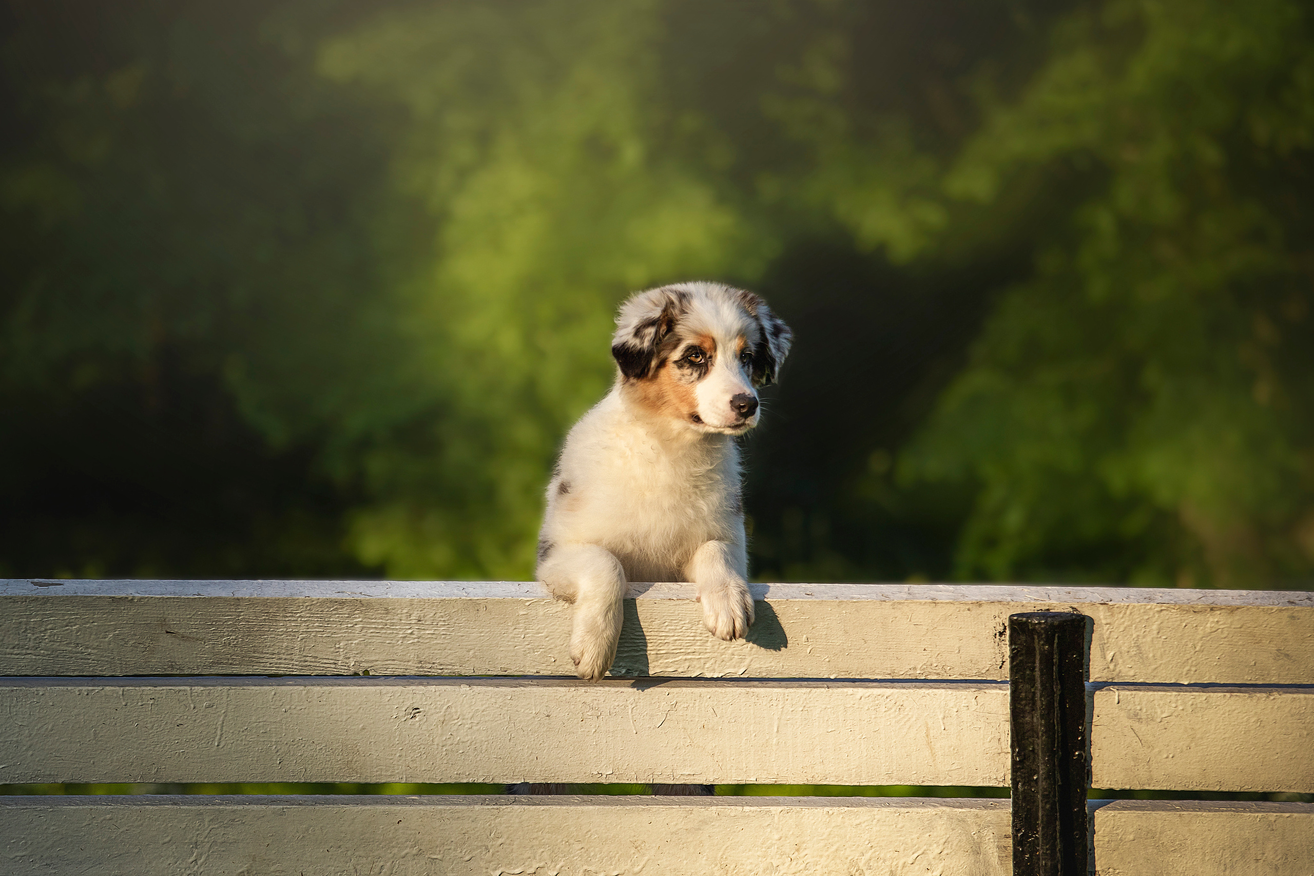 Ирина и Кайса. Фотограф — Анималист | Санкт-Петербург