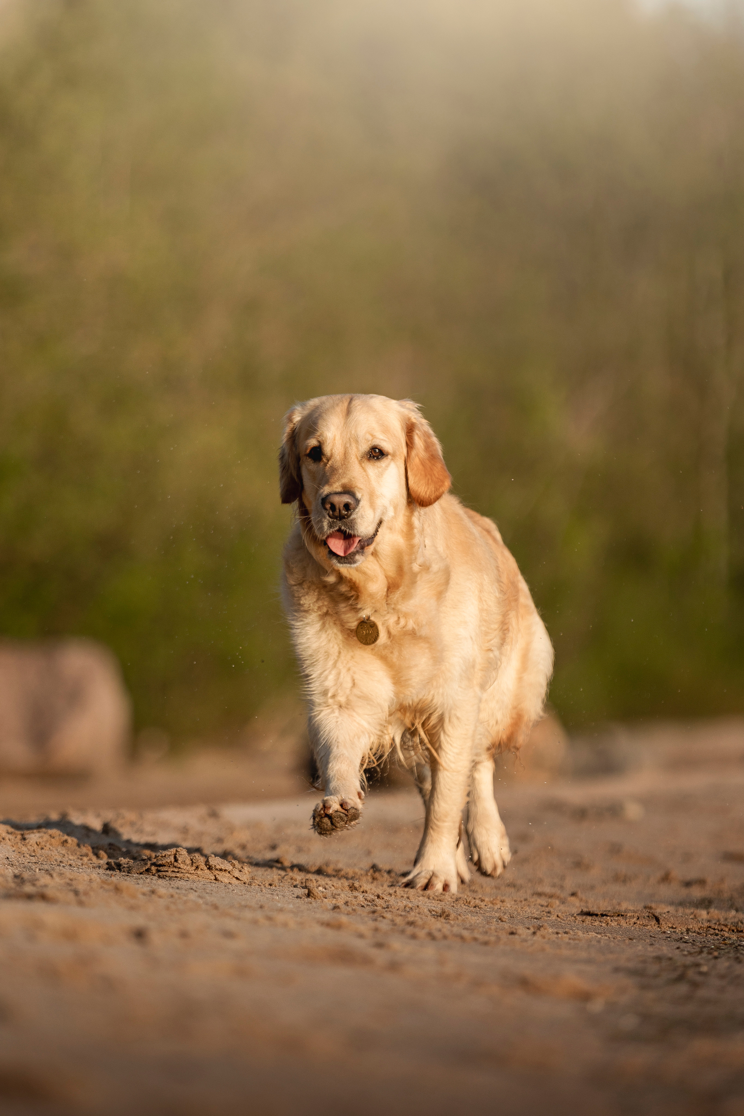 Марина и Чили. Фотограф — Анималист | Санкт-Петербург