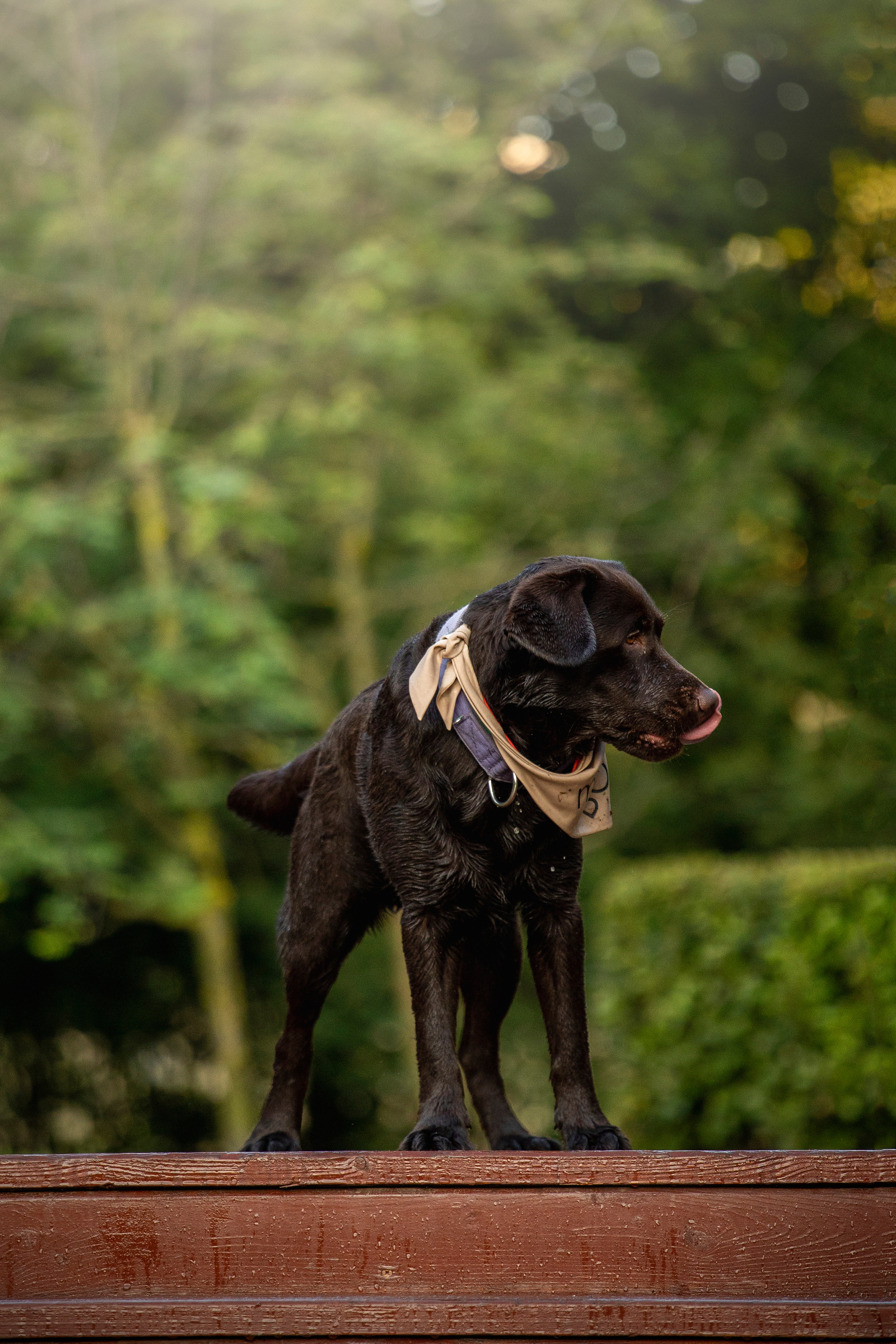 Арина и Сэмми. Фотограф — Анималист | Санкт-Петербург