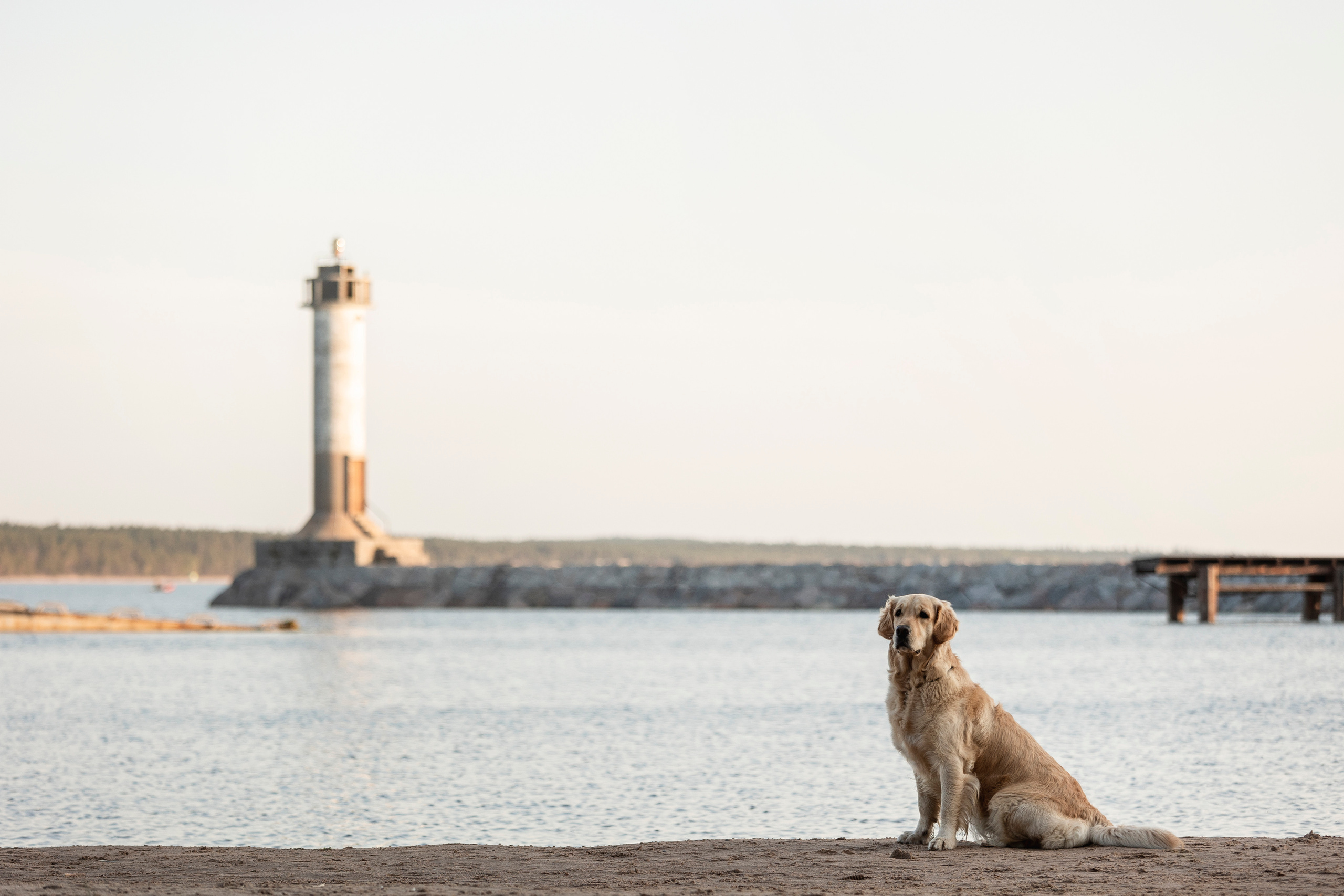 Марина и Чили. Фотограф — Анималист | Санкт-Петербург