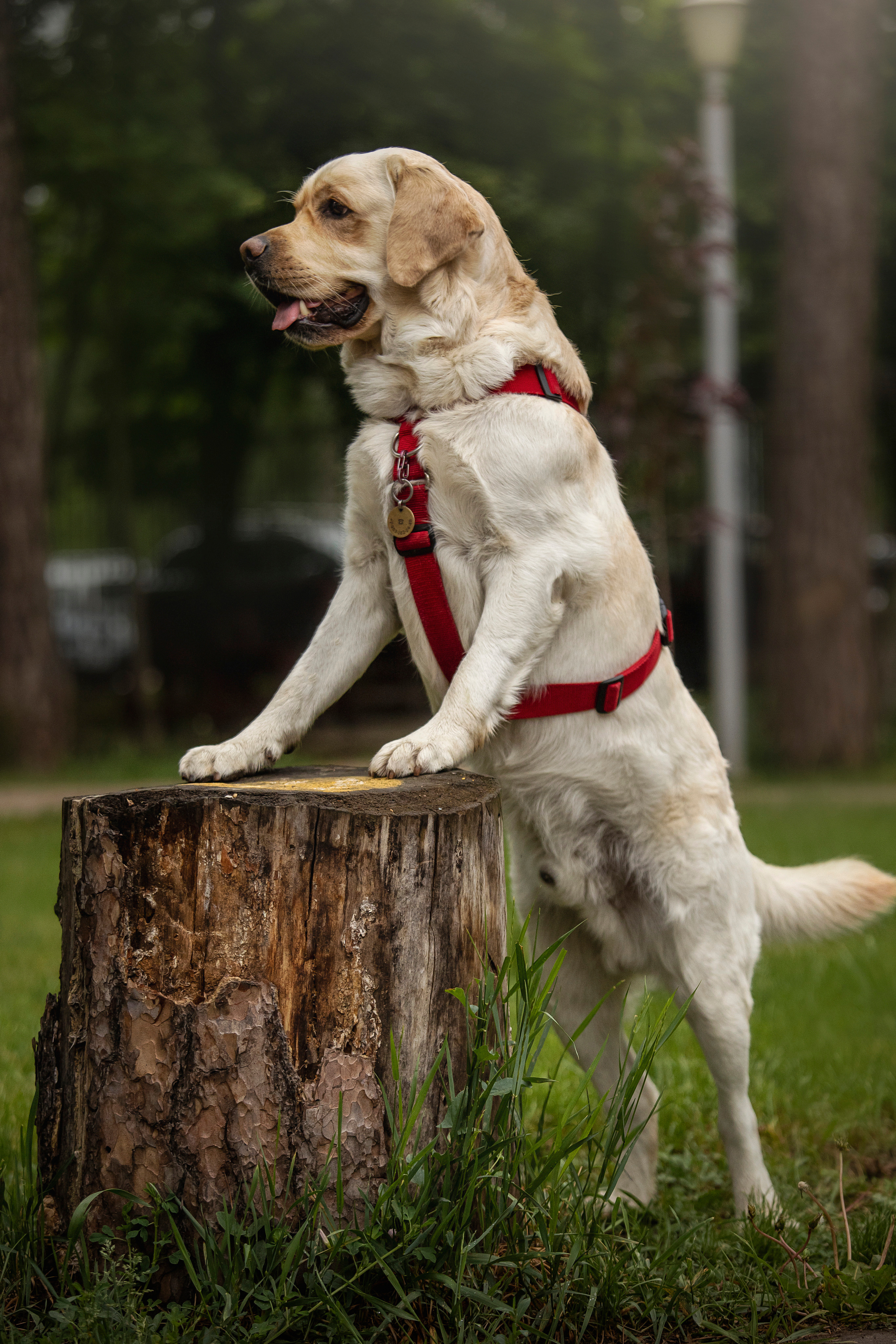 Наталья и Лорд. Фотограф — Анималист | Санкт-Петербург
