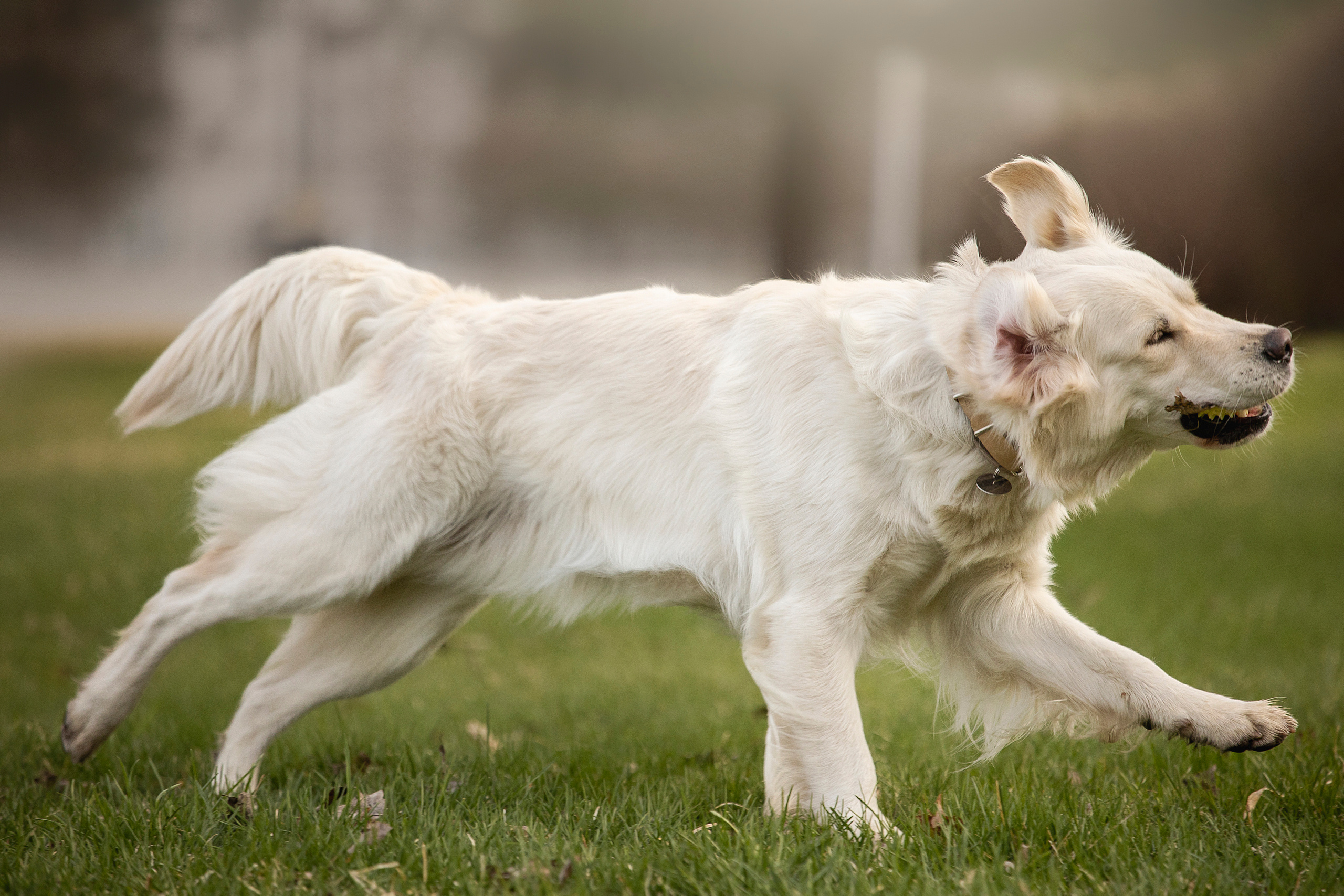 Молли и ее семья. Фотограф — Анималист | Санкт-Петербург