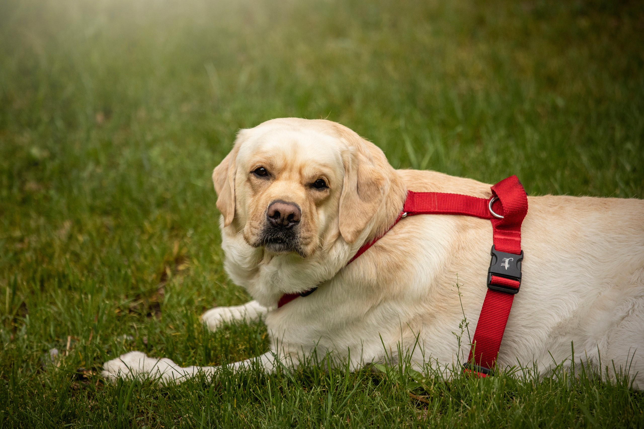 Наталья и Лорд. Фотограф — Анималист | Санкт-Петербург