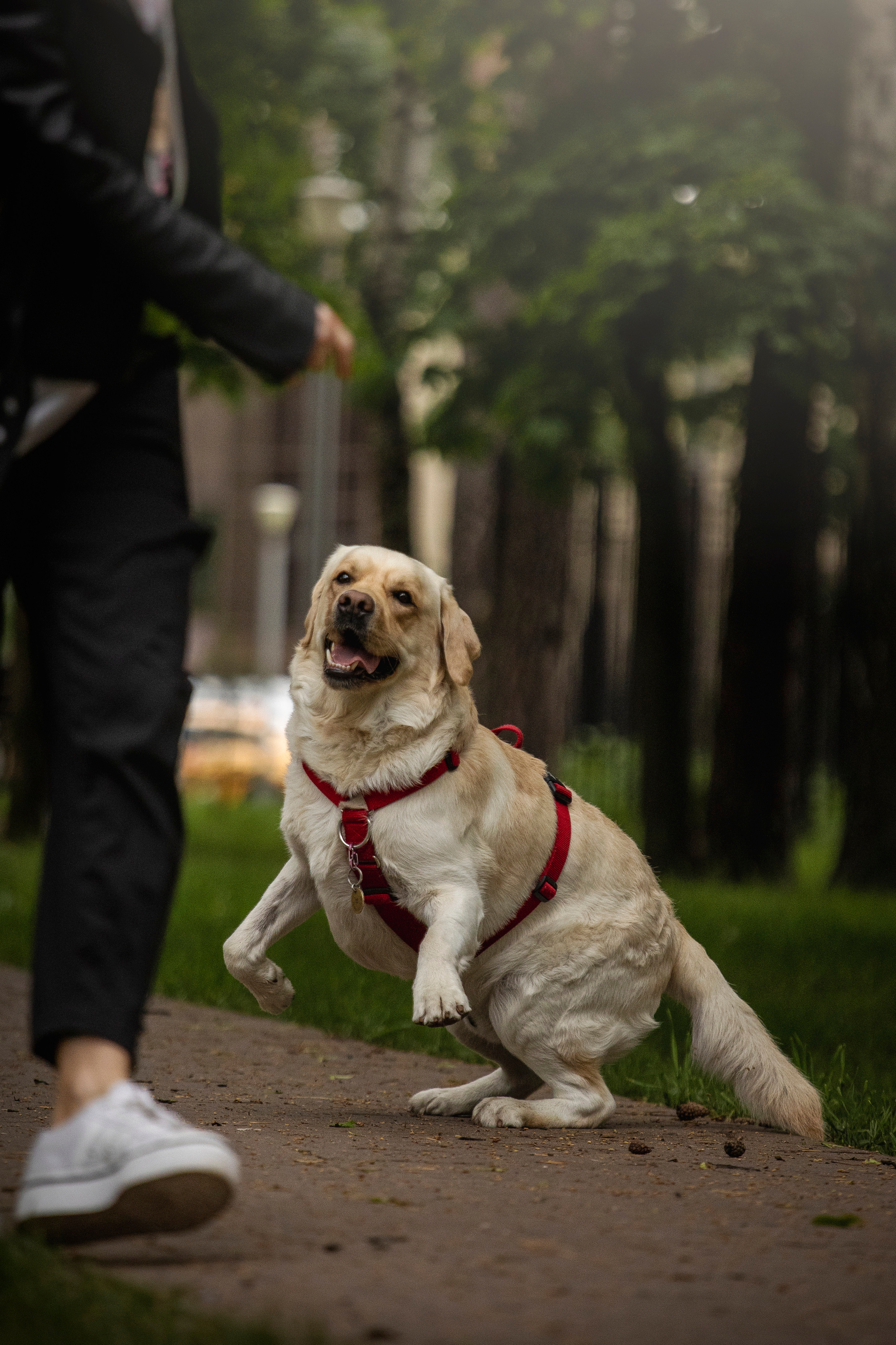 Наталья и Лорд. Фотограф — Анималист | Санкт-Петербург