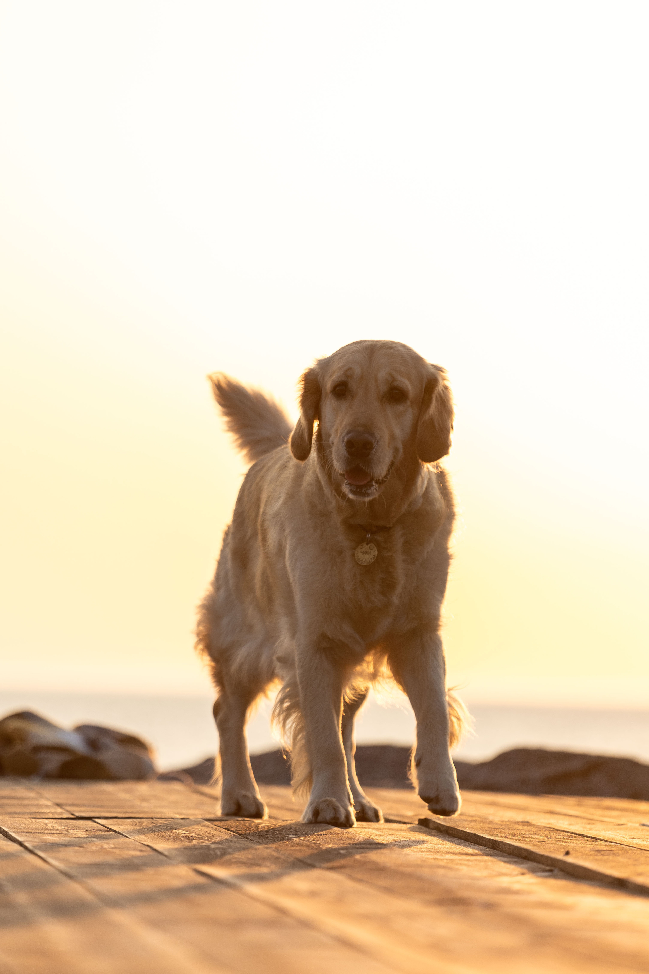 Марина и Чили. Фотограф — Анималист | Санкт-Петербург