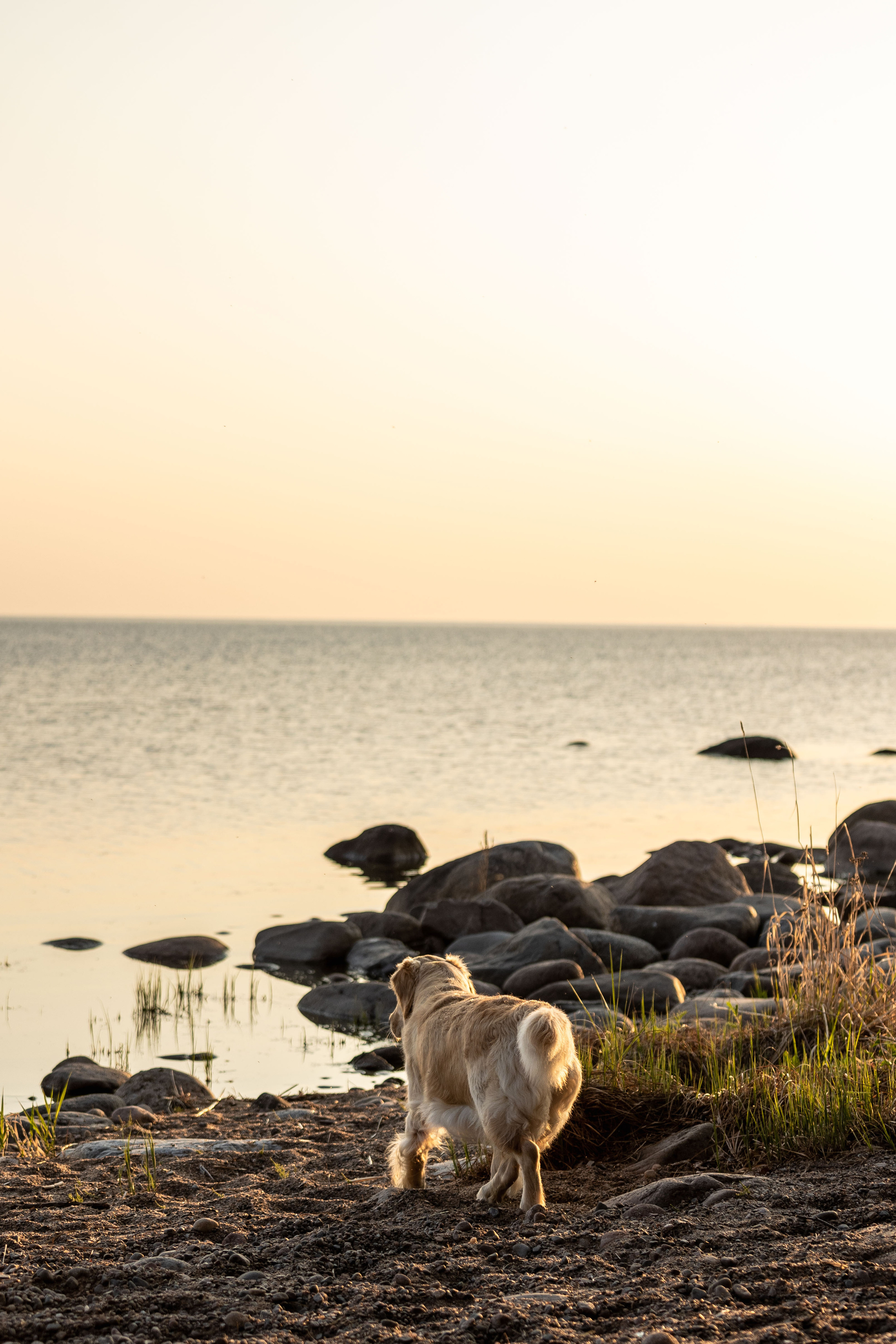 Марина и Чили. Фотограф — Анималист | Санкт-Петербург