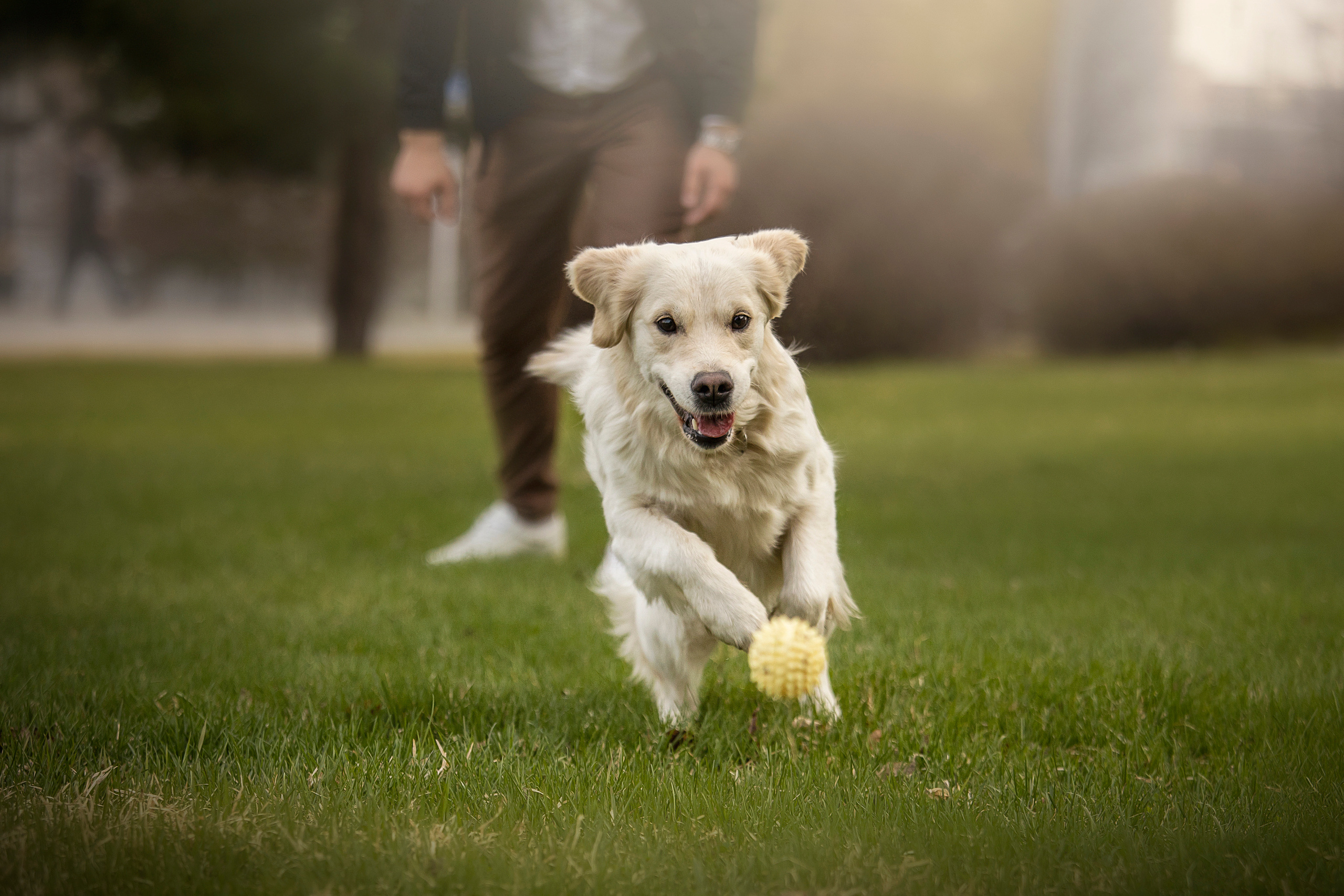 Молли и ее семья. Фотограф — Анималист | Санкт-Петербург