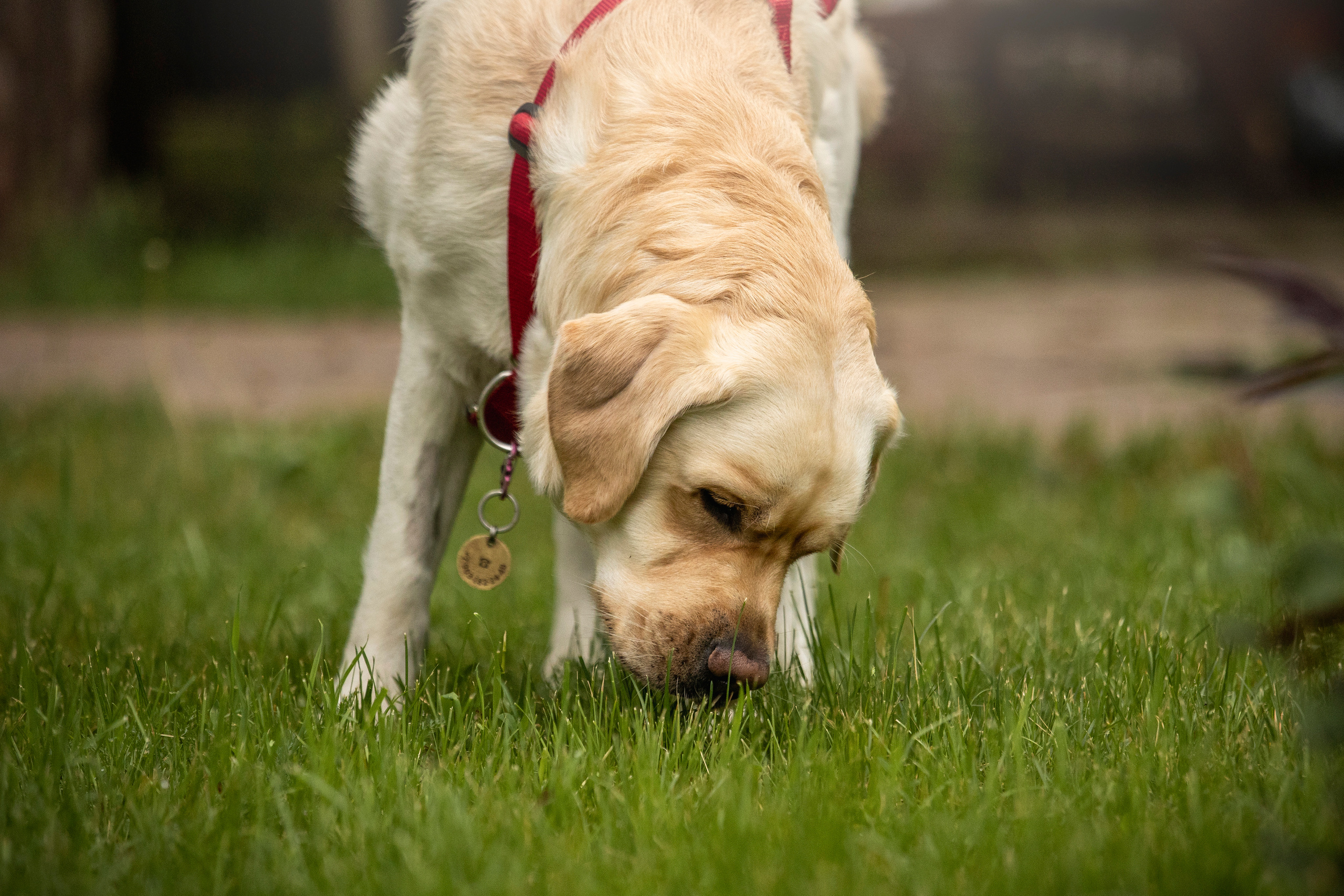 Наталья и Лорд. Фотограф — Анималист | Санкт-Петербург