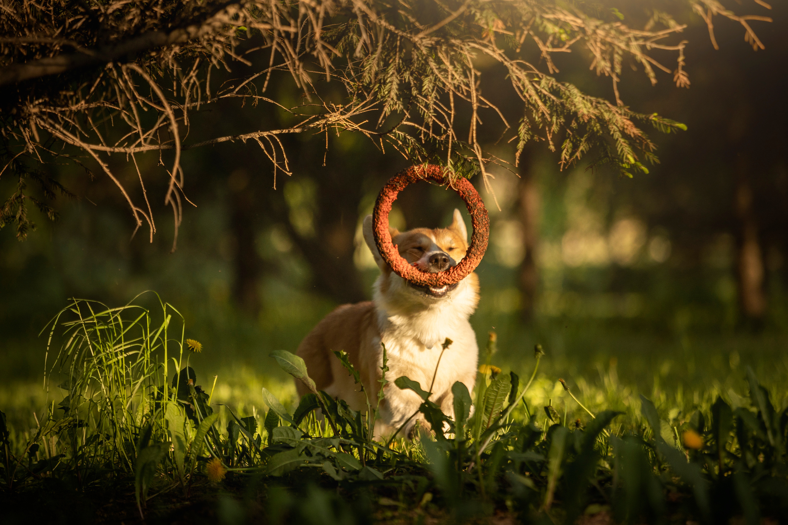 Настя и Стич. Фотограф — Анималист | Санкт-Петербург