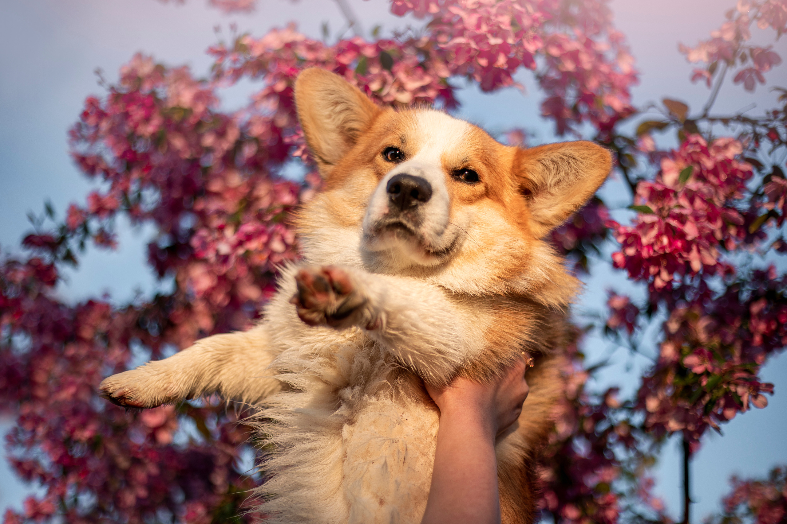 Юля и Лео. Фотограф — Анималист | Санкт-Петербург